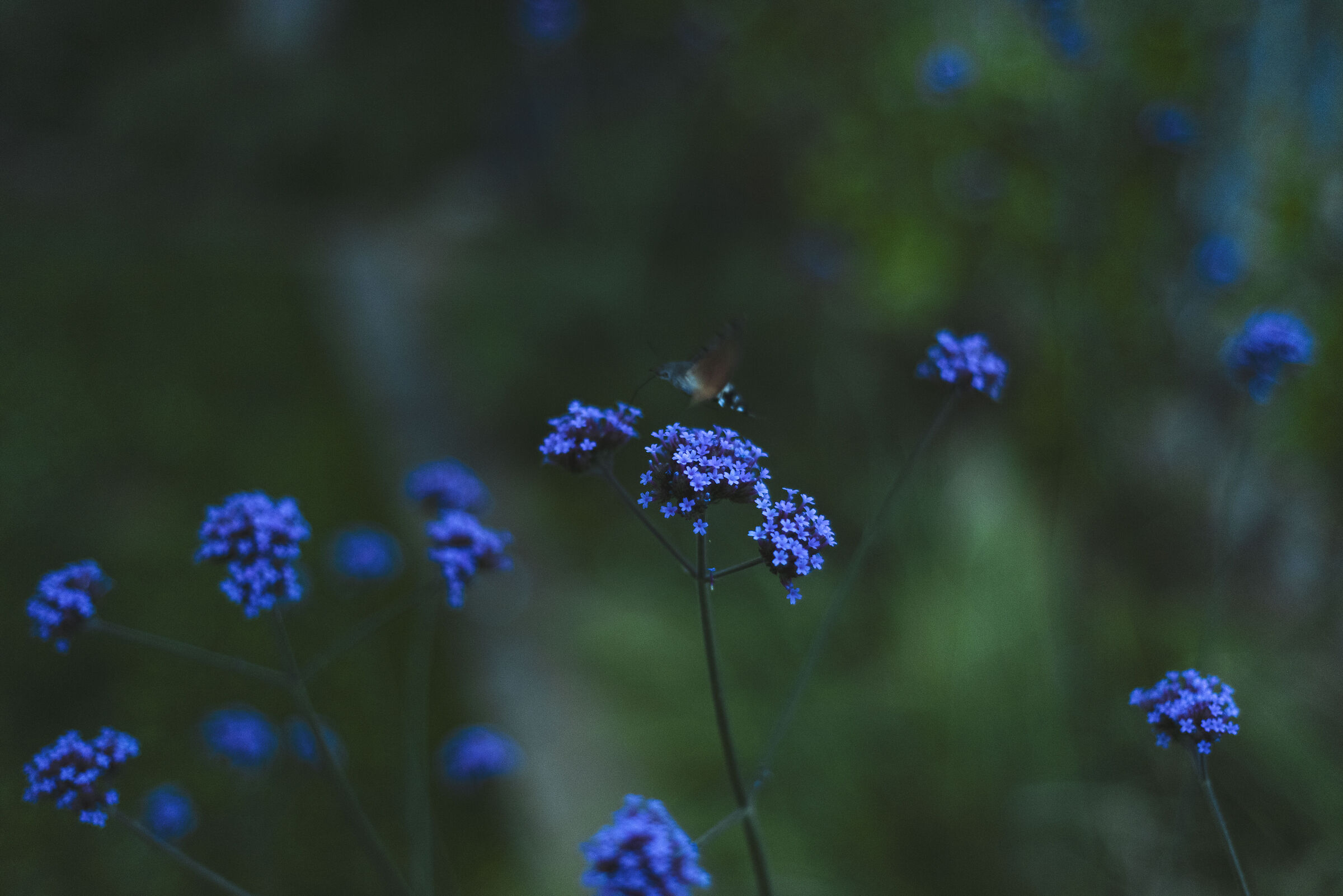 verbena-1