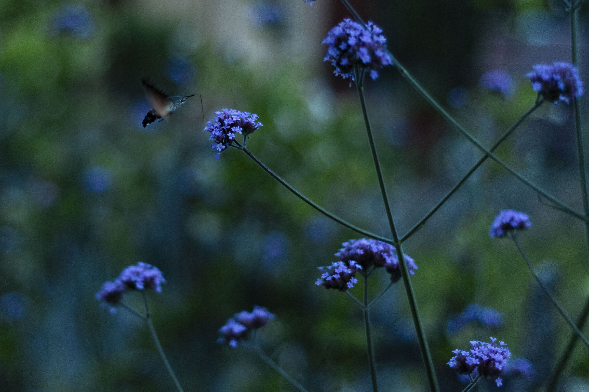 verbena-2