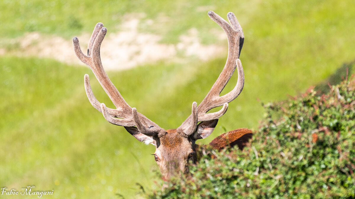 cervo in velluto