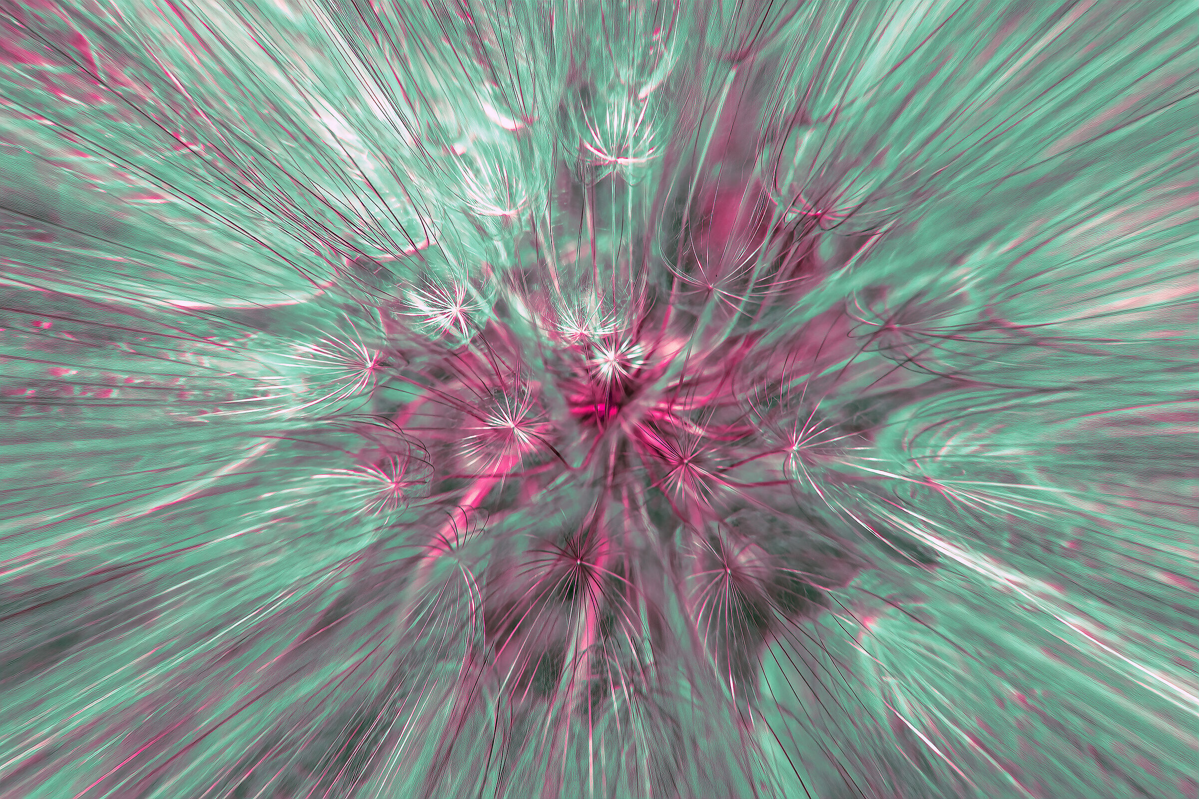 Toxic infruttescence