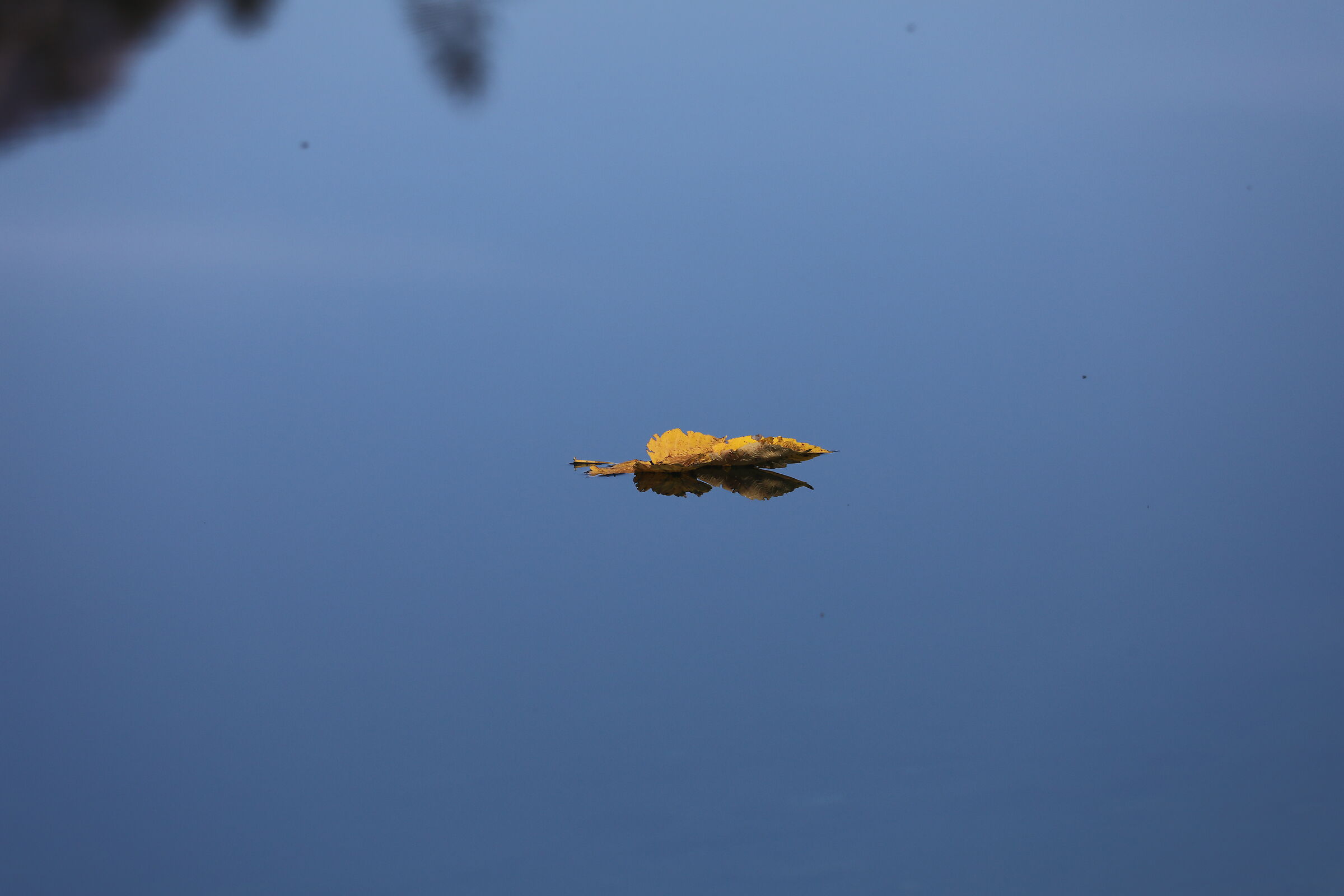 leaf