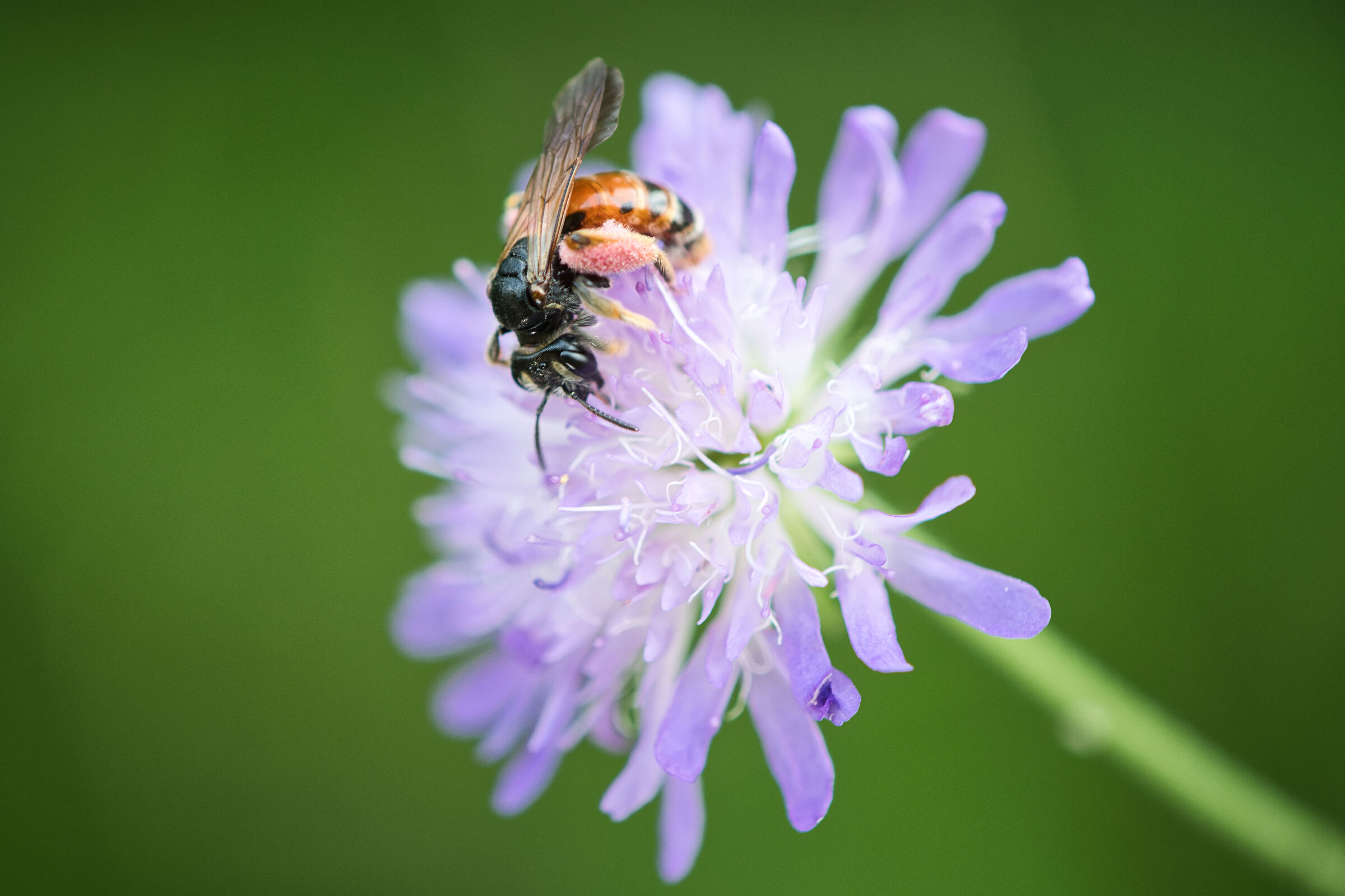 No idea what bee that is, but it is my favorite bee