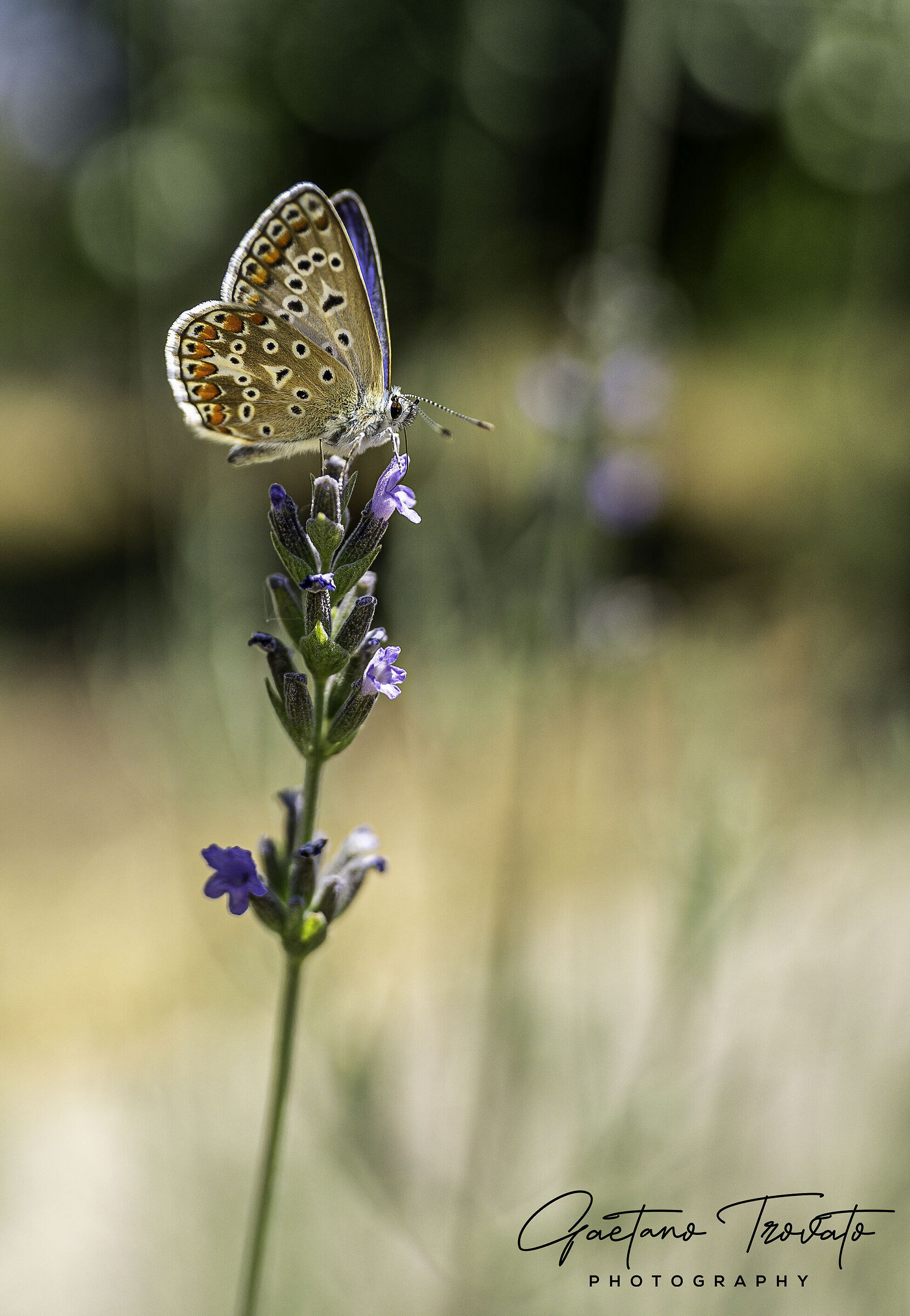Polyommatus icarus su fiore di Lavanda