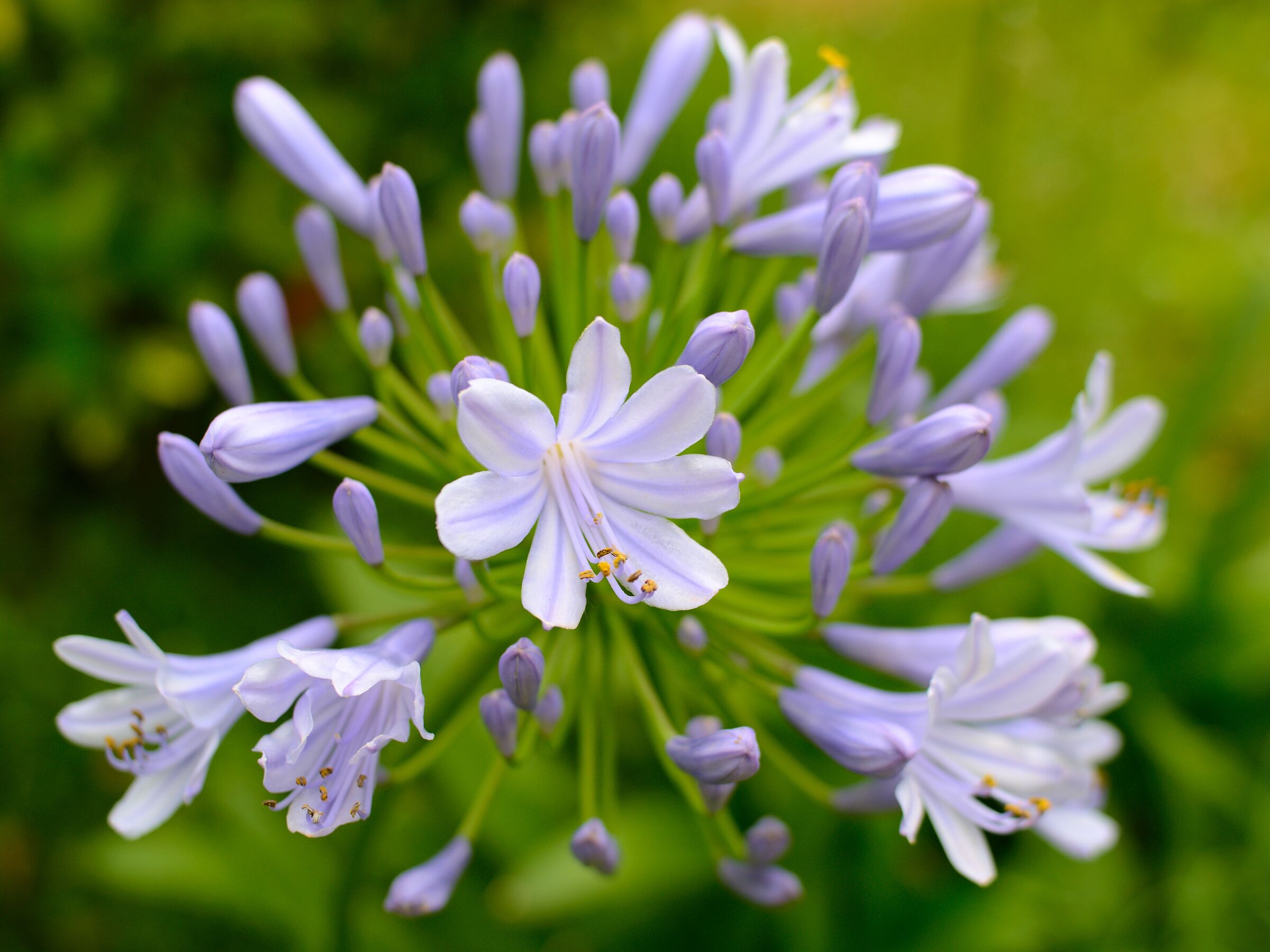 Group of flowers in the viveros of València