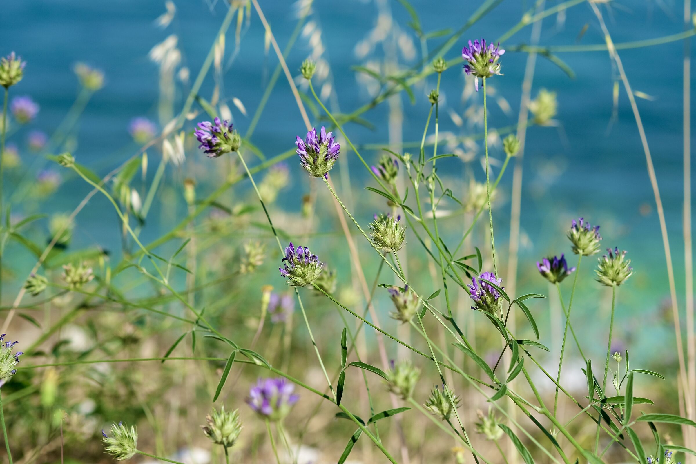 Wildflowers