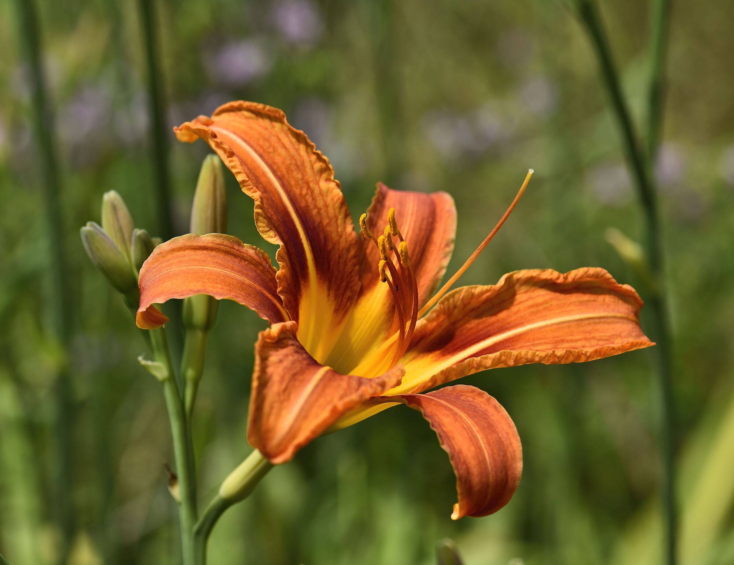 Lilium
