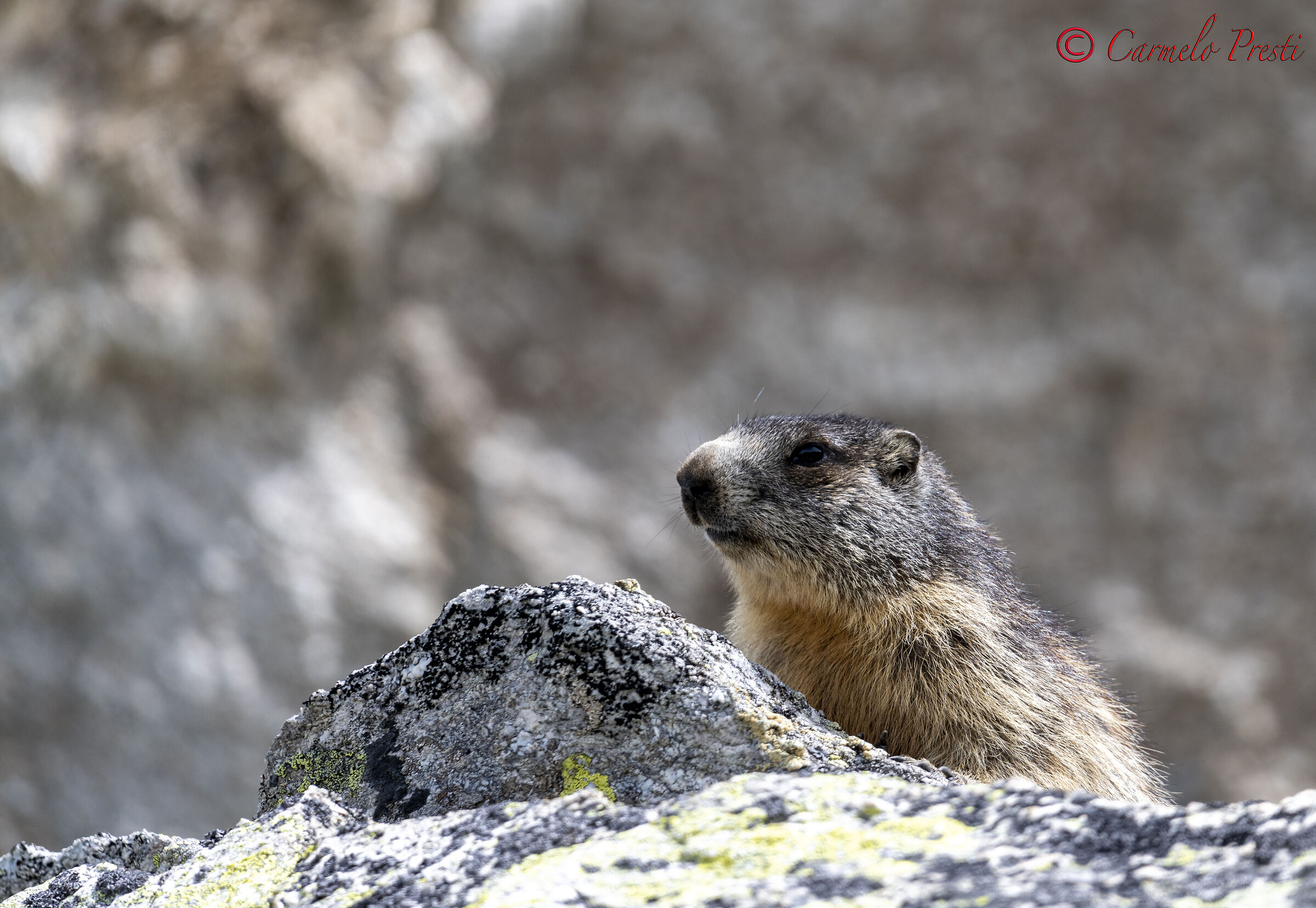 Marmotta del Gottardo