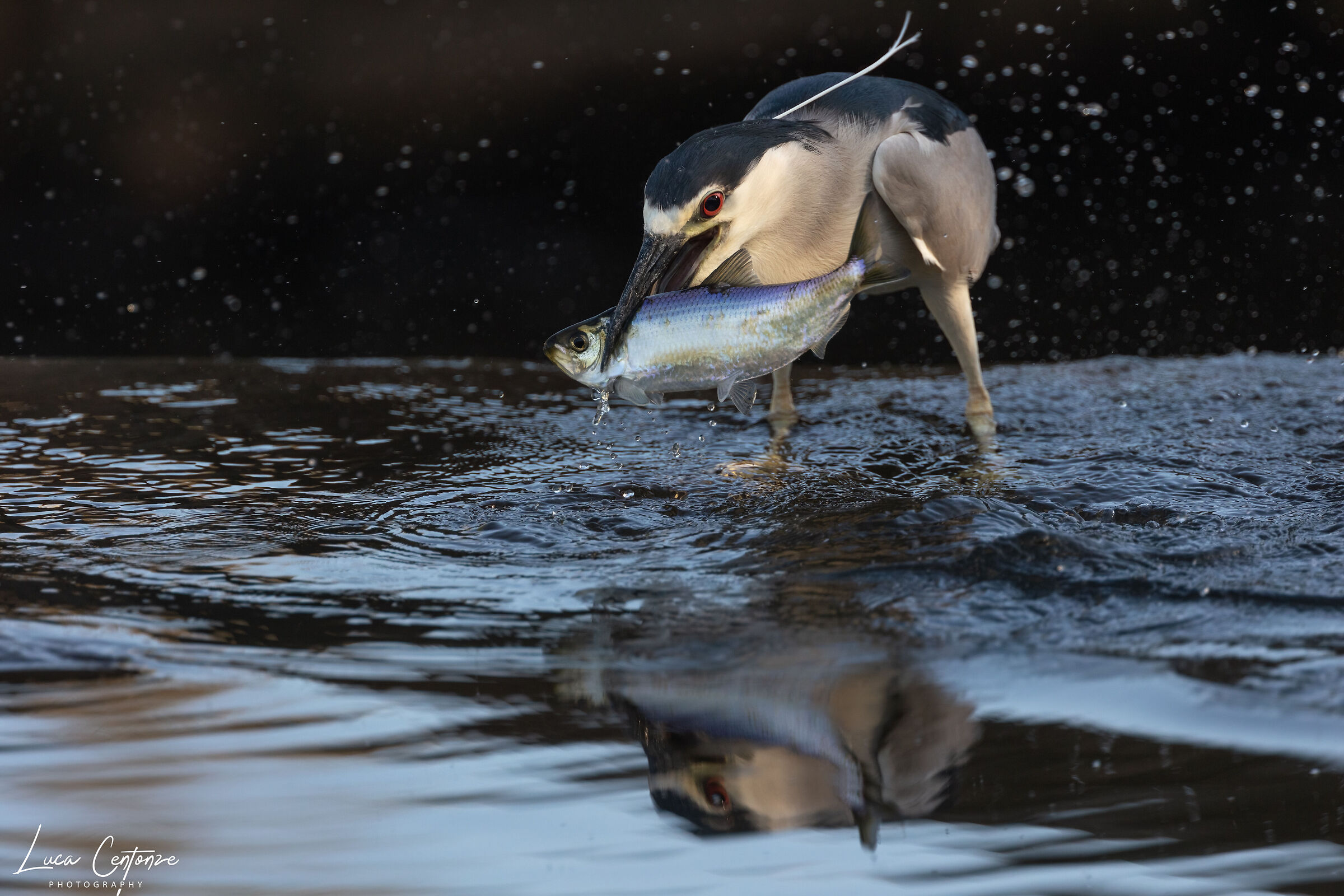 Nitticora (Black-crowned Night-Heron)
