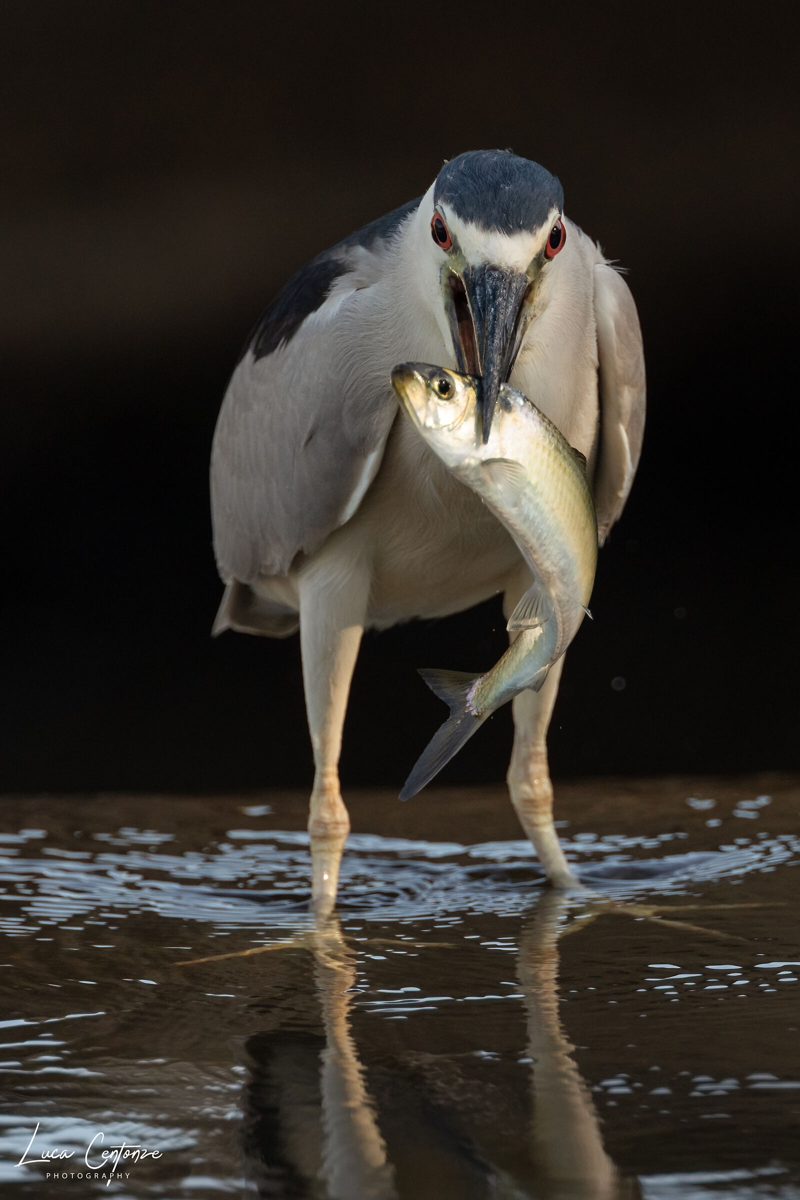 Nitticora (Black-crowned Night-Heron)