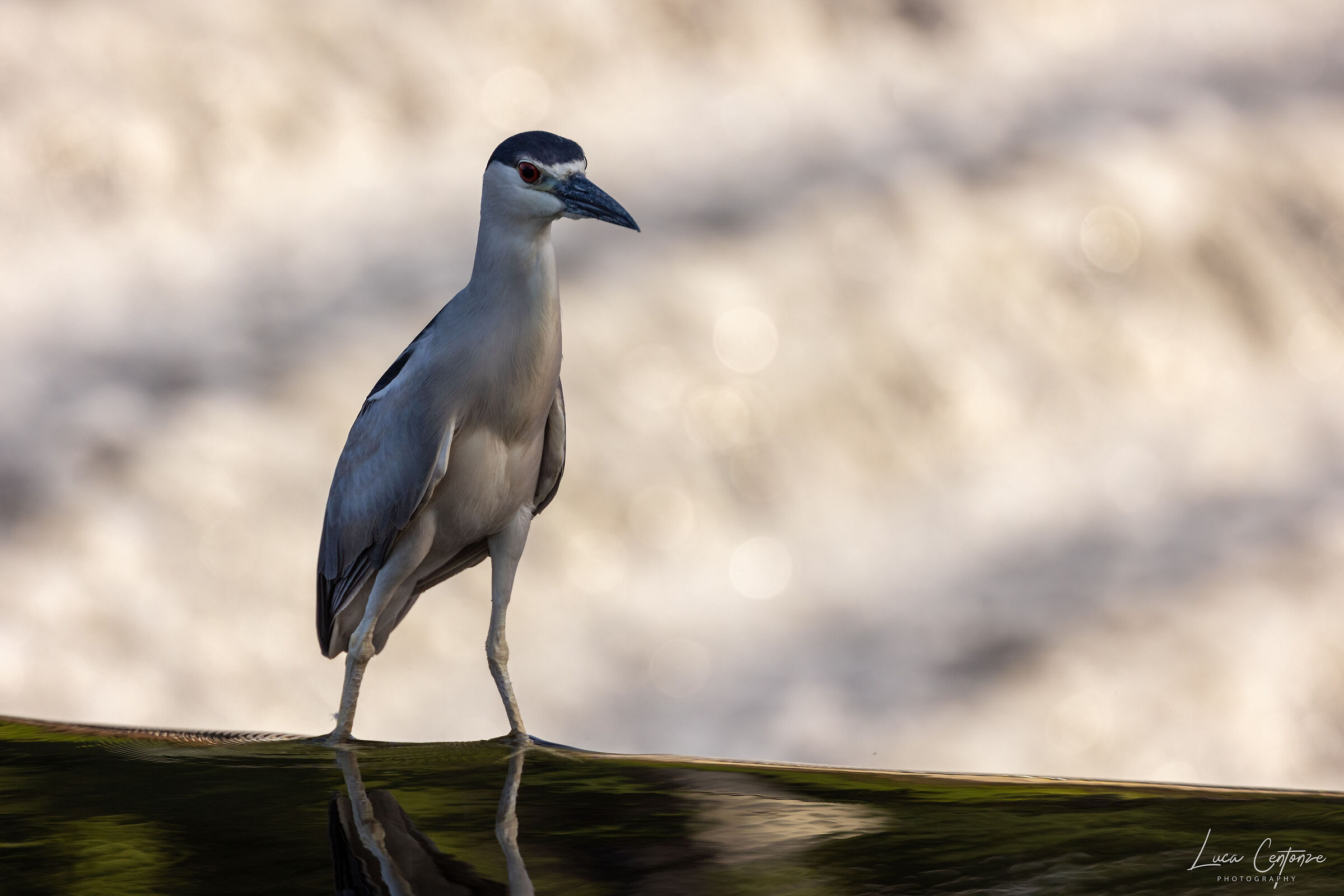 Nitticora (Black-crowned Night-Heron)