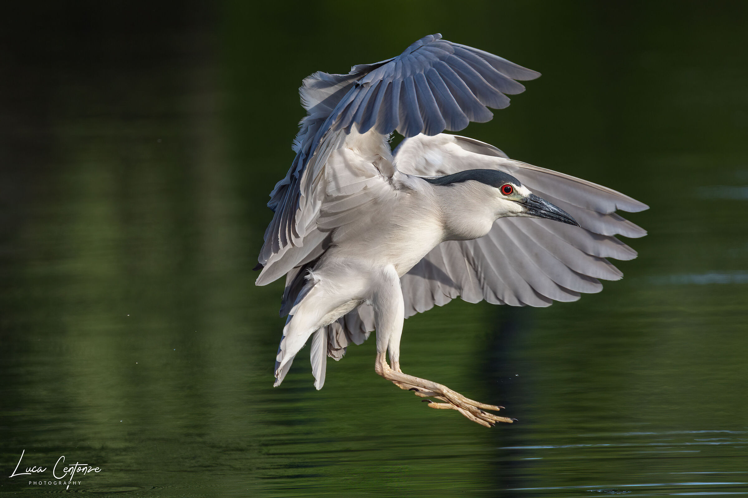 Nitticora (Black-crowned Night-Heron)
