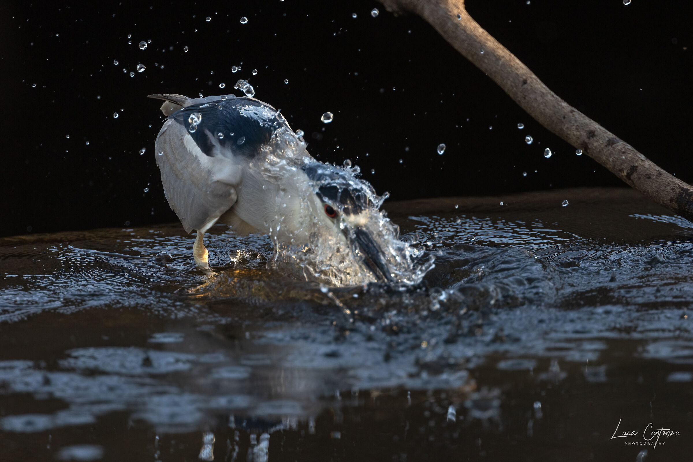 Nitticora (Black-crowned Night-Heron)