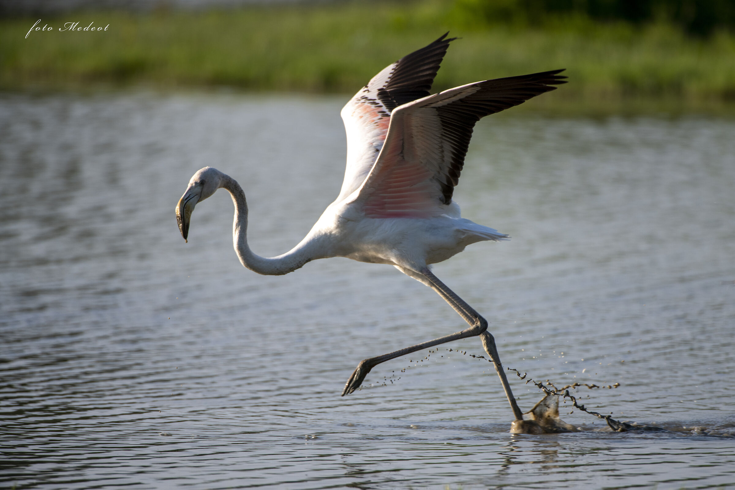 Fenicottero in corsa