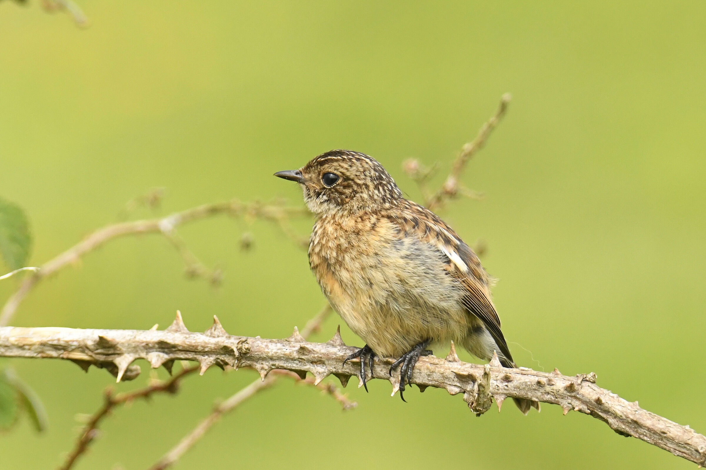 Saltimpalo (Stonechat)