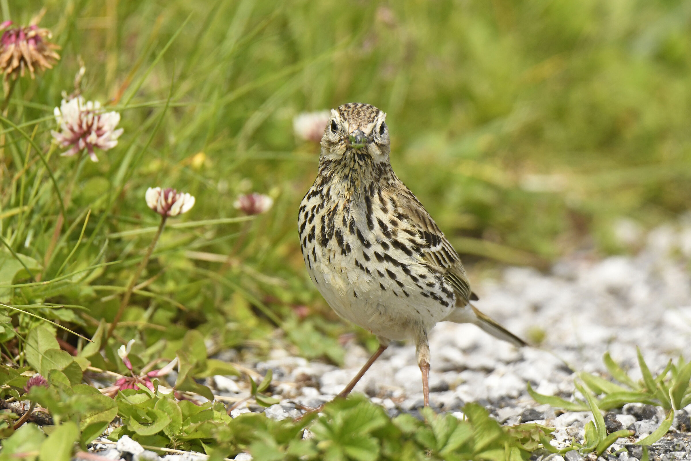 Pispola (Meadow pipit)