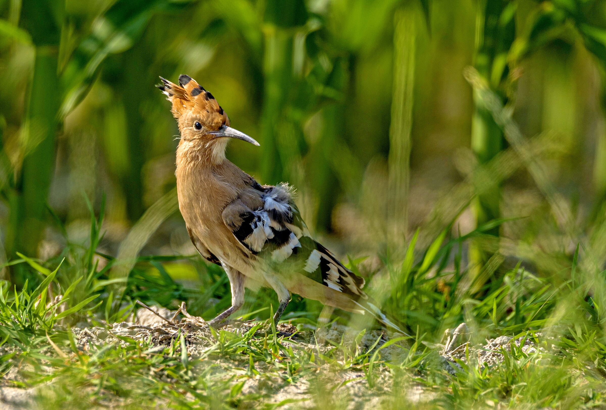 hoopoe
