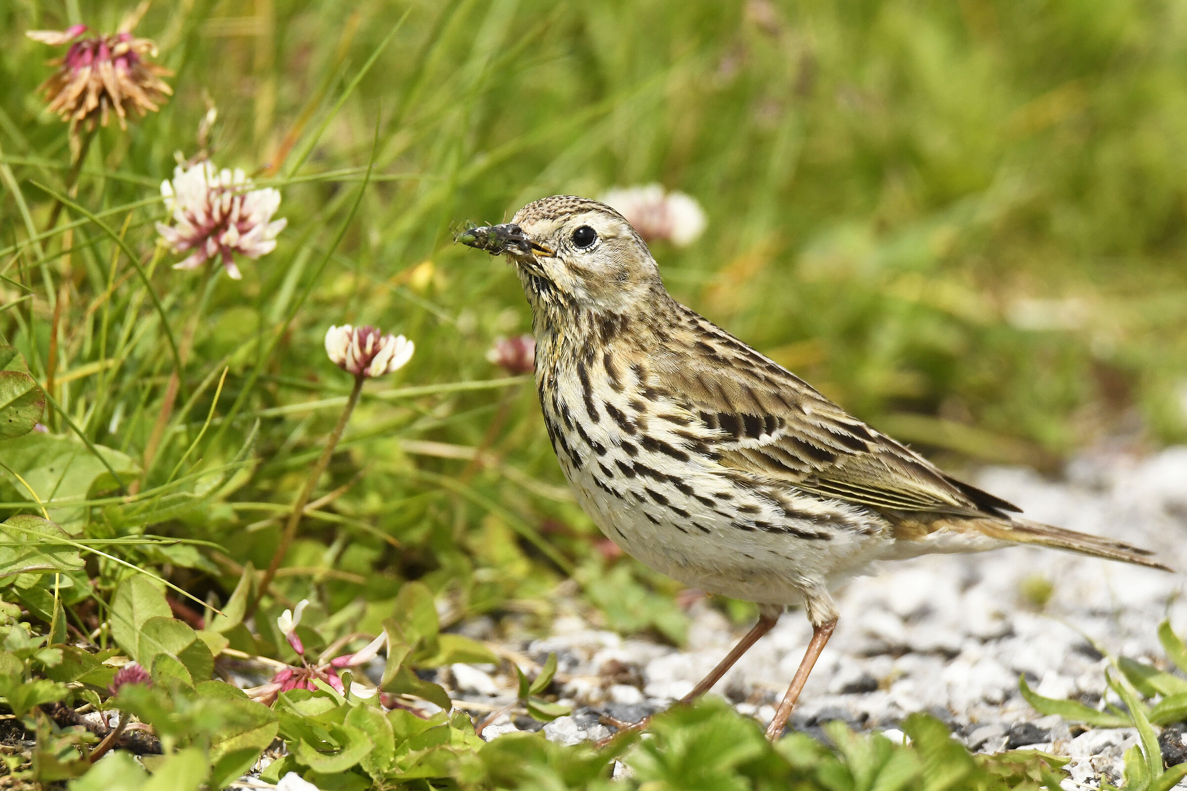 Pispola (Meadow pipit)
