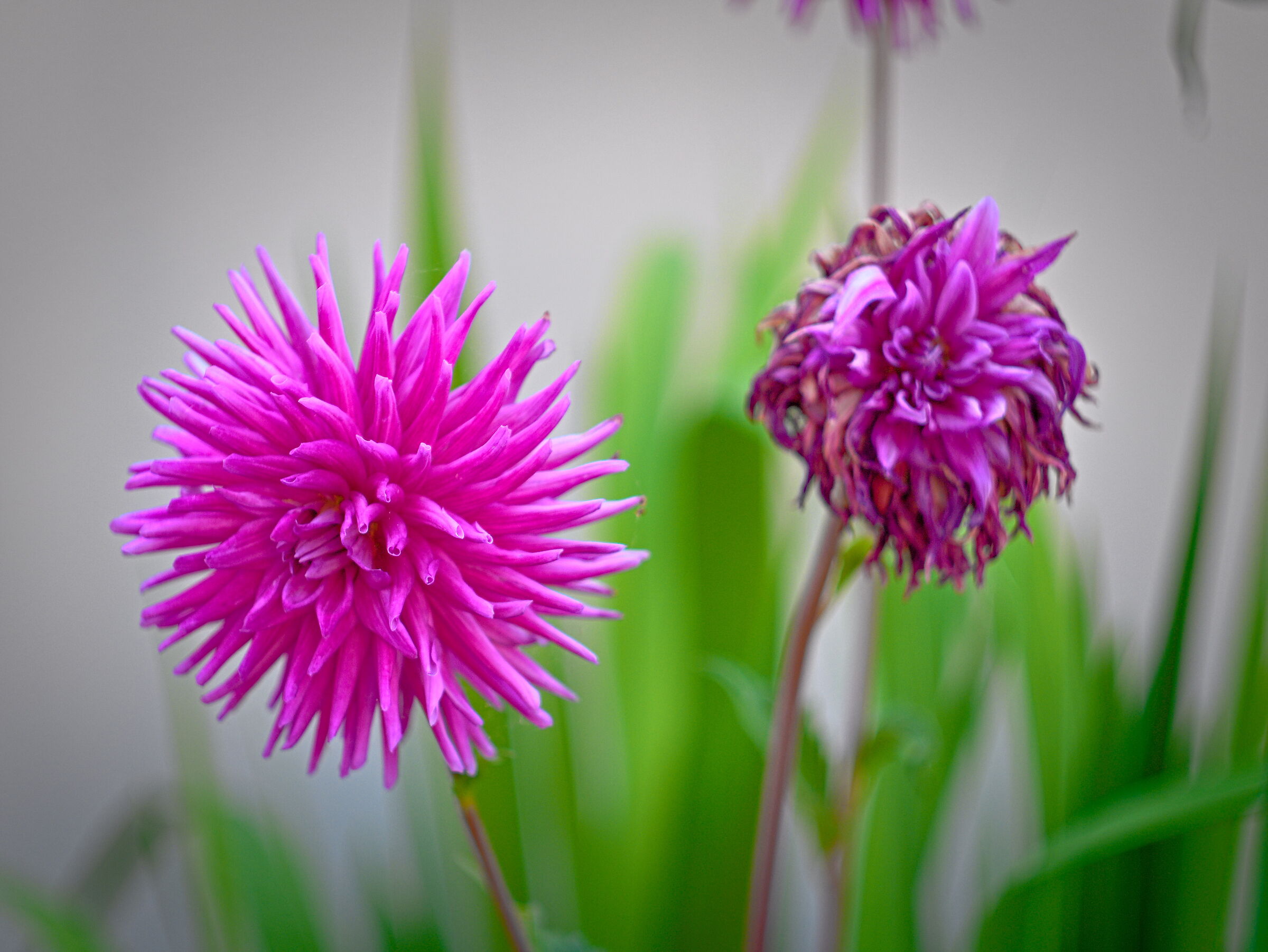 Sic transit gloria mundi