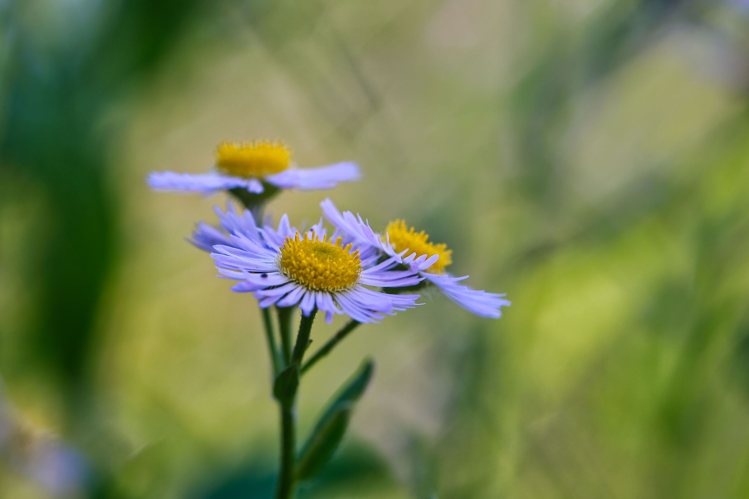 Affascinato e incapace