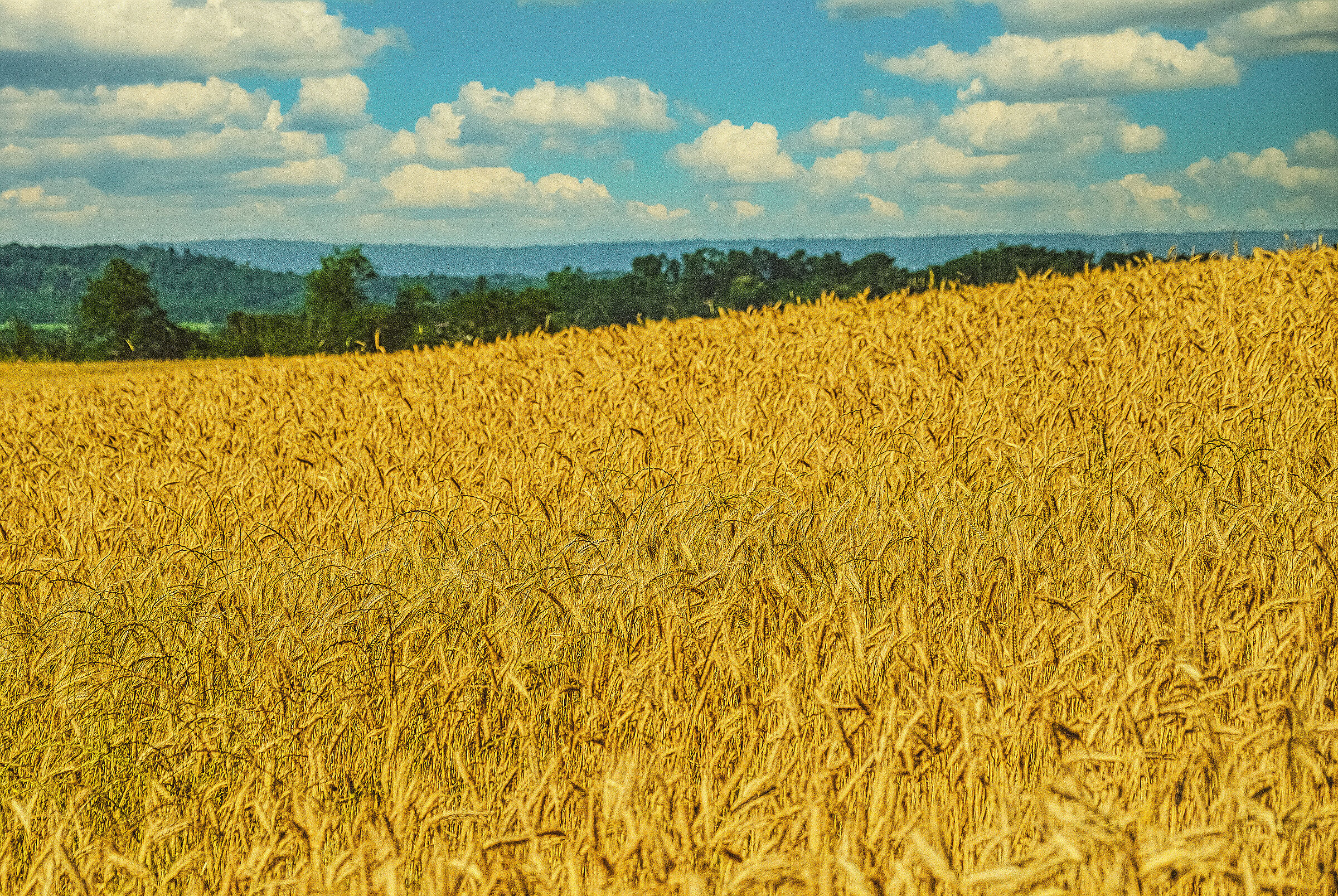 Inevitabile come un campo di grano