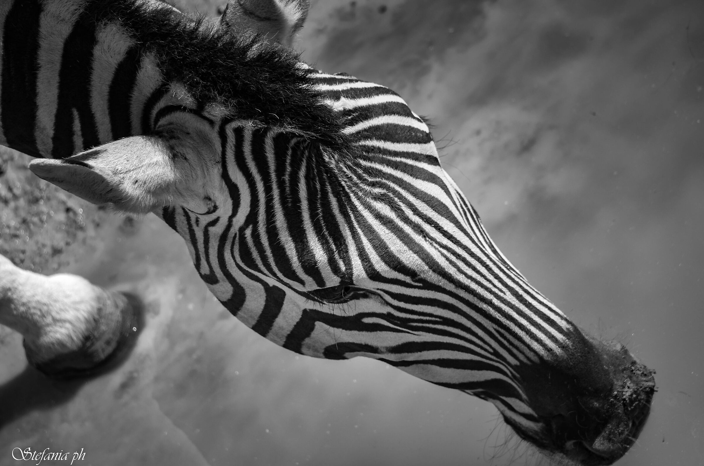 zebra