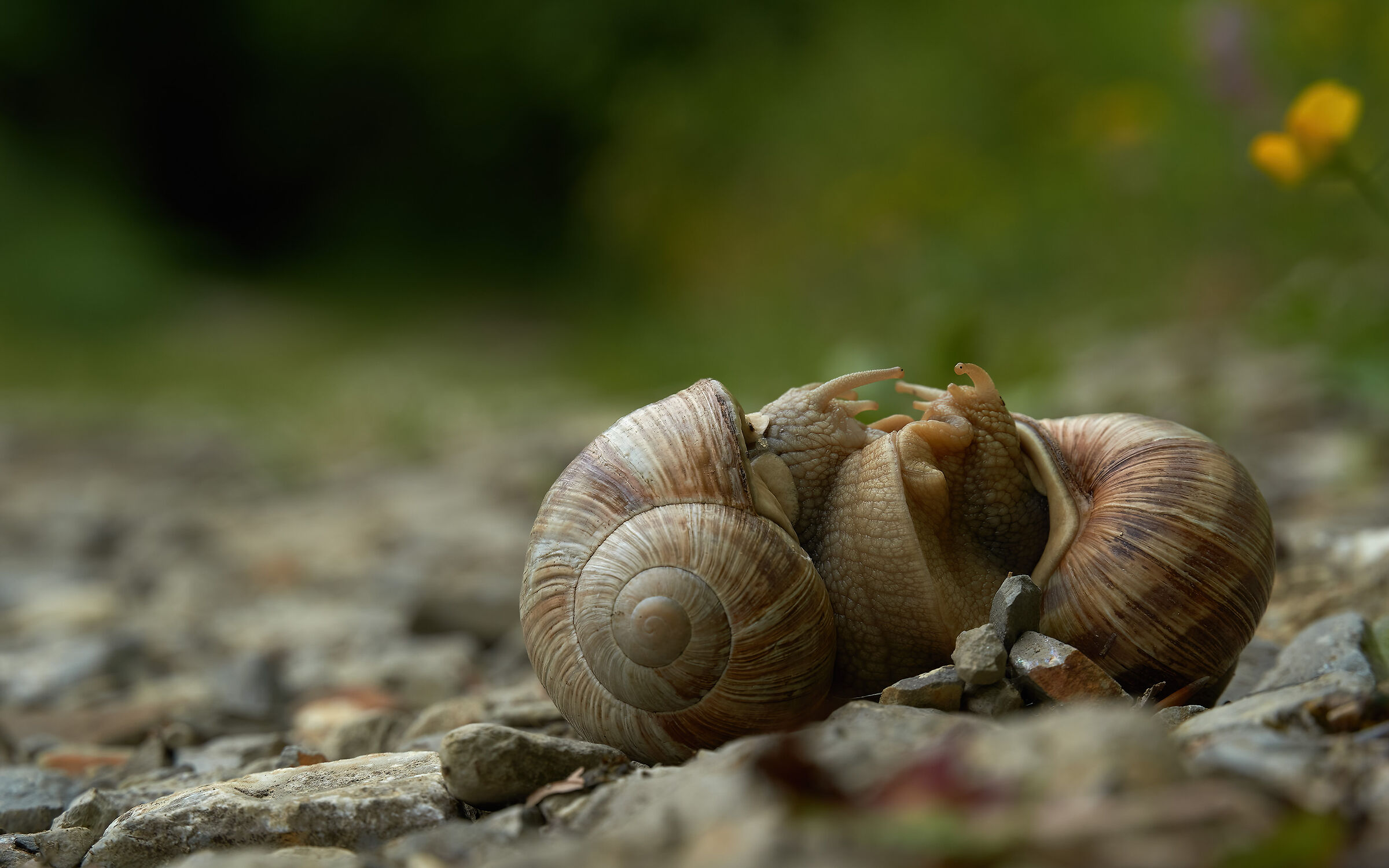 love is in the earth