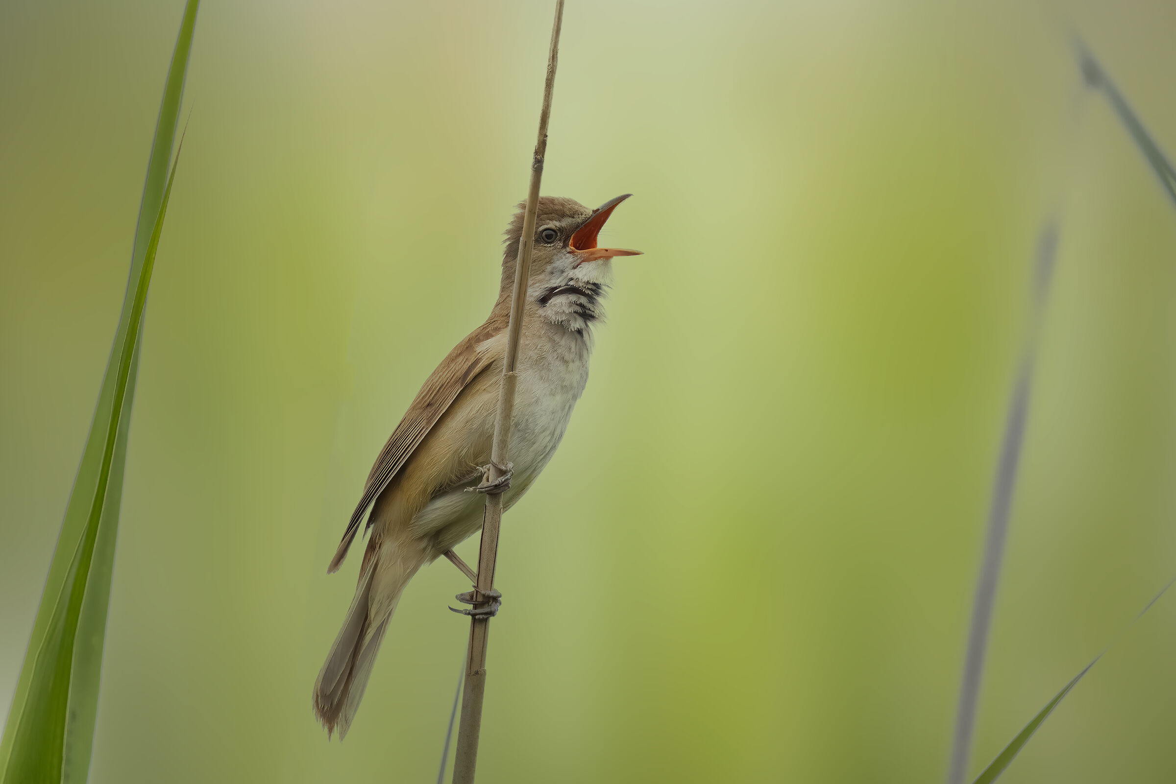 Cannareccione - Great Reed Warbler