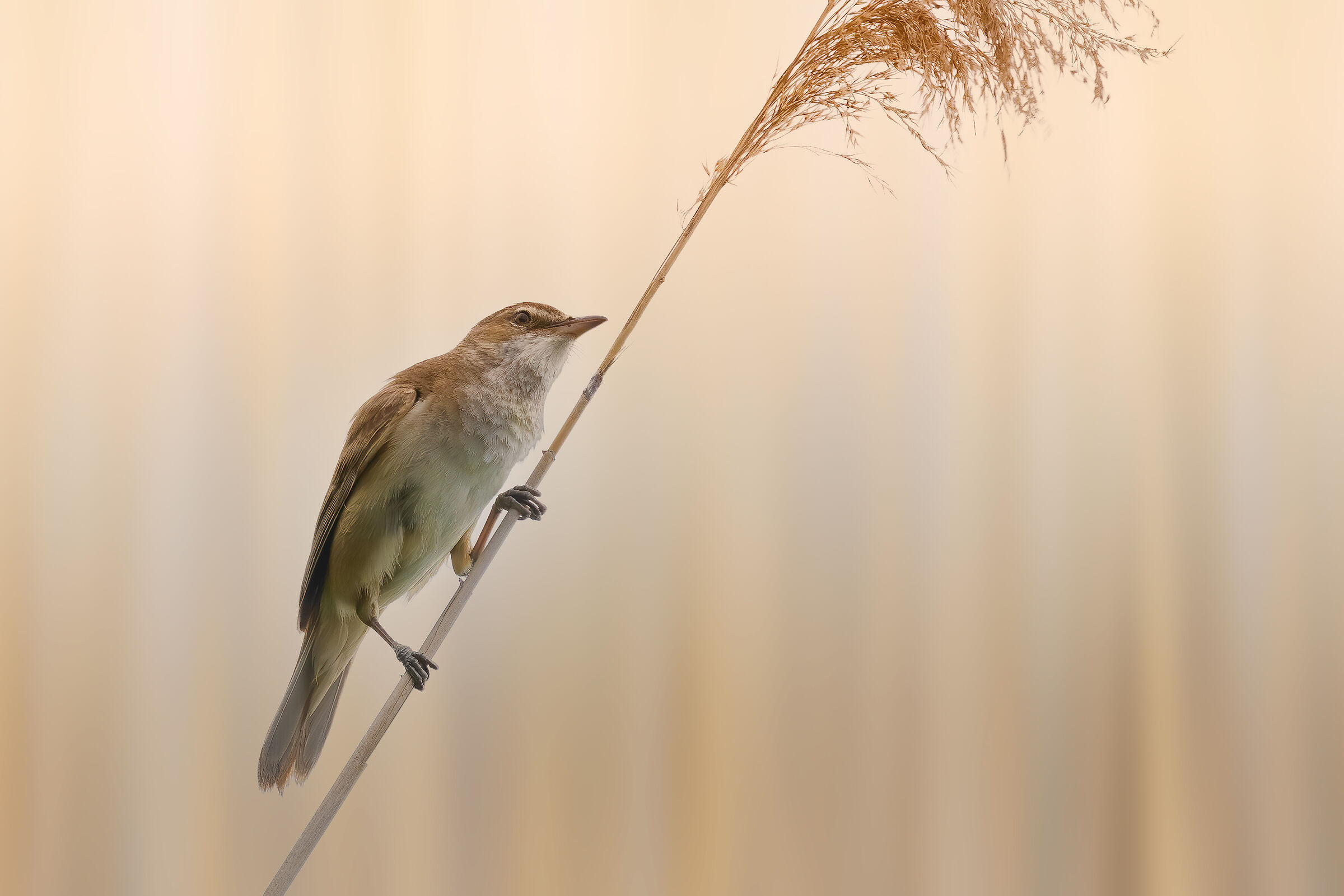 Cannareccione - Great Reed Warbler