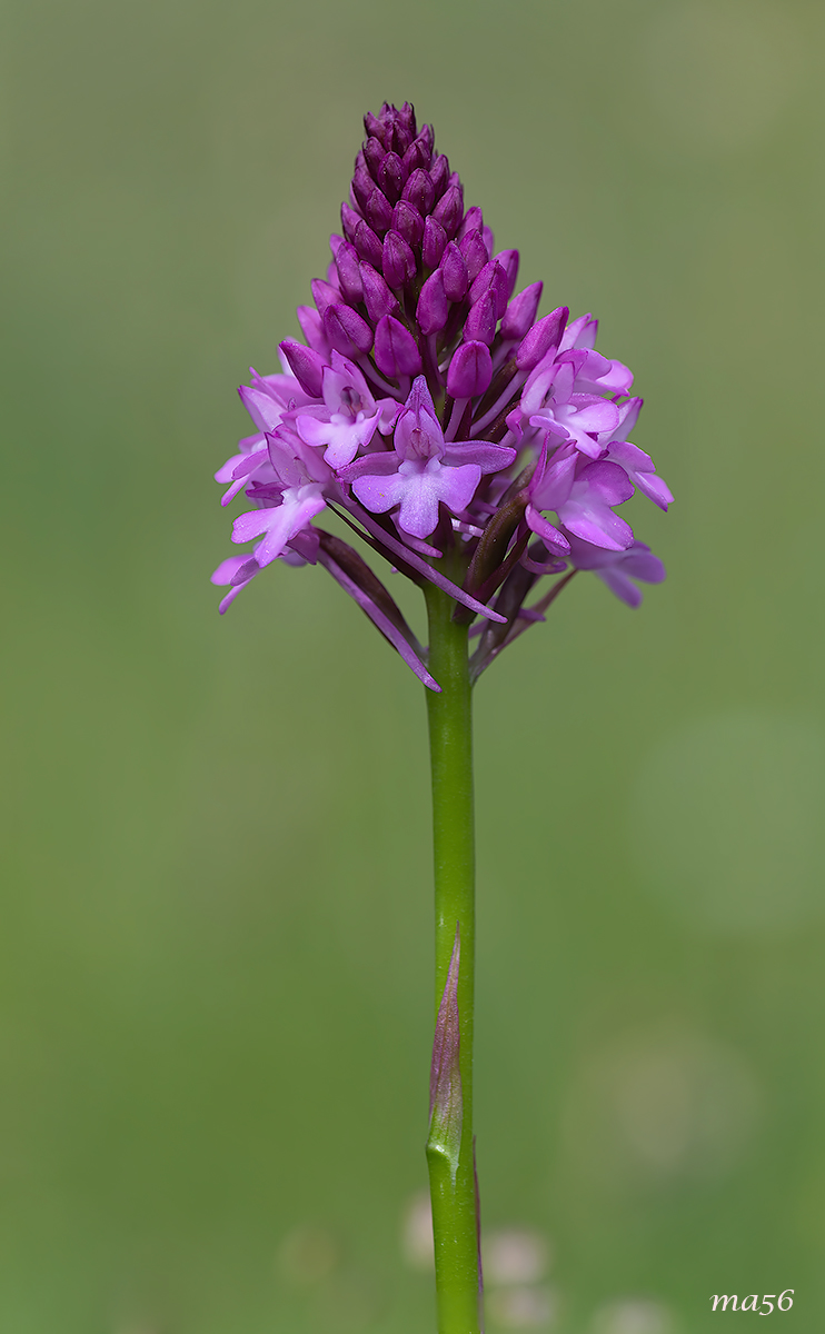Orchidea del Monte Baldo