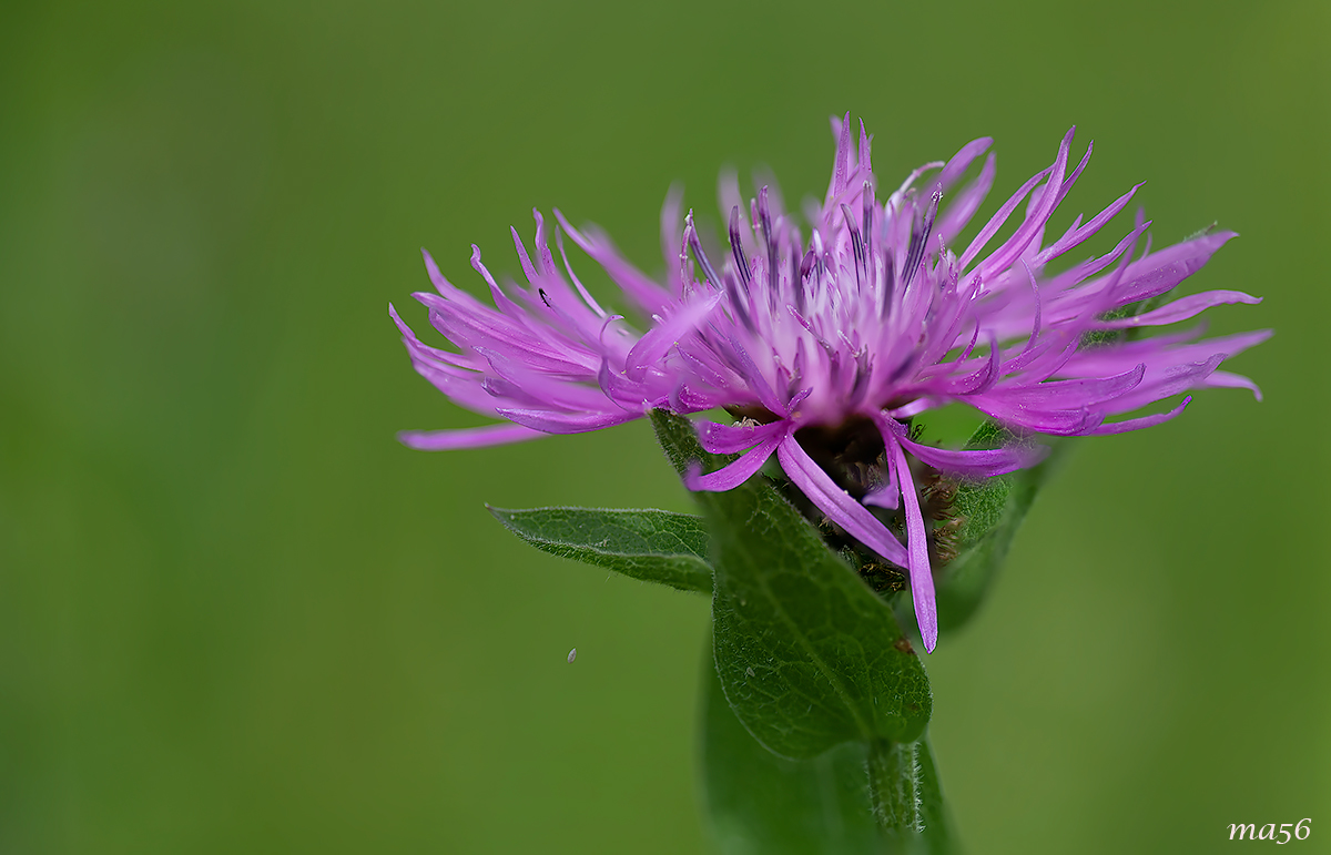 Fiordaliso