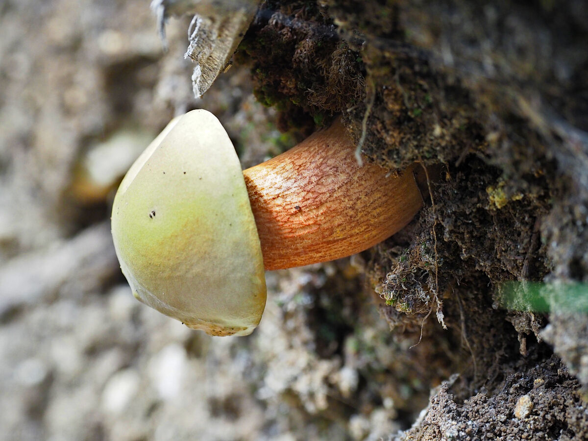 Curious mushroom that defies gravity