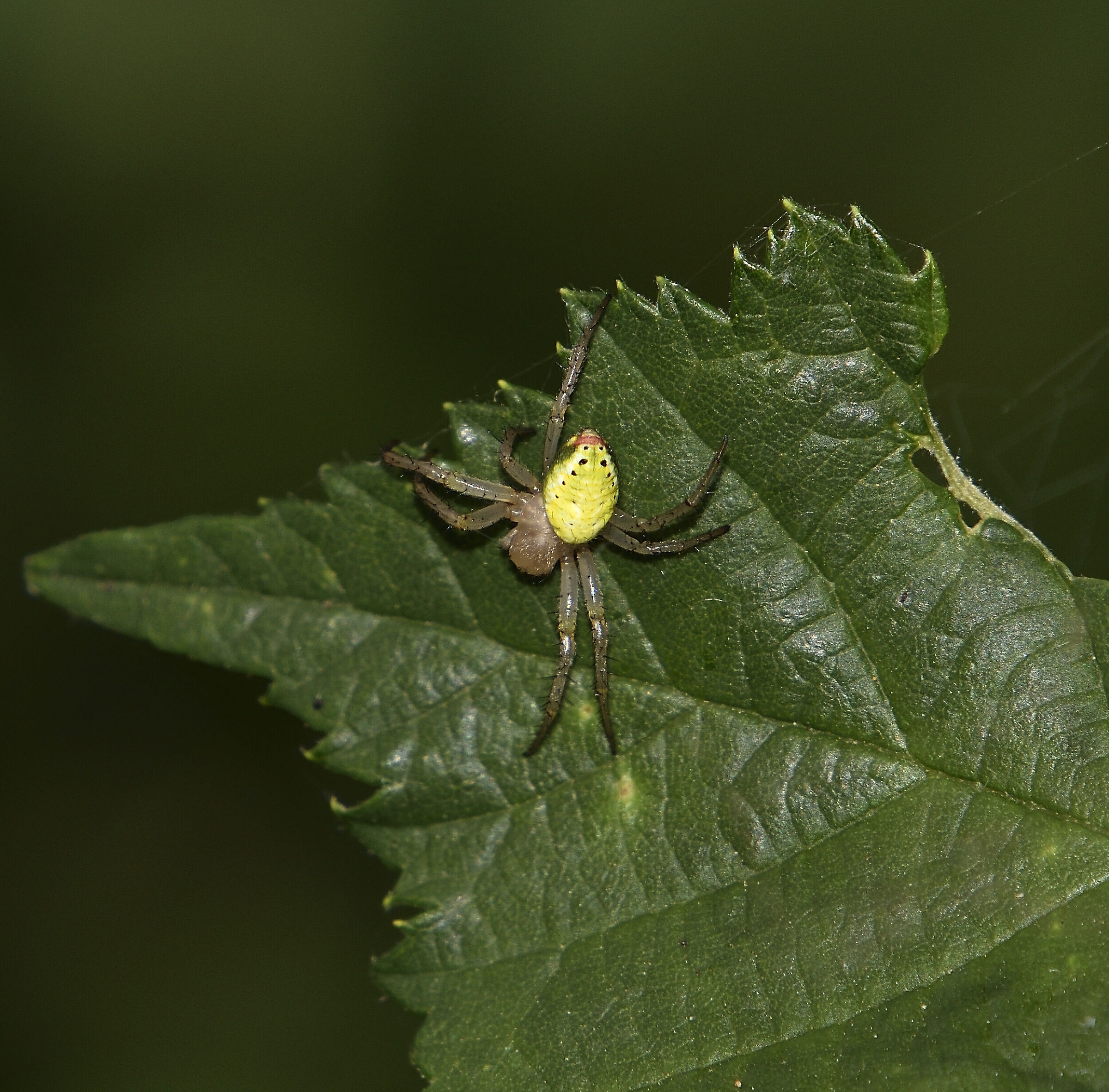 Microscopic spider