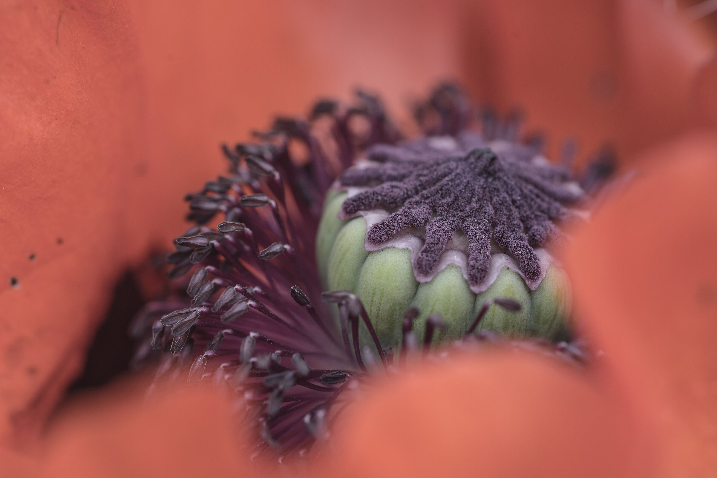 Heart of Poppy