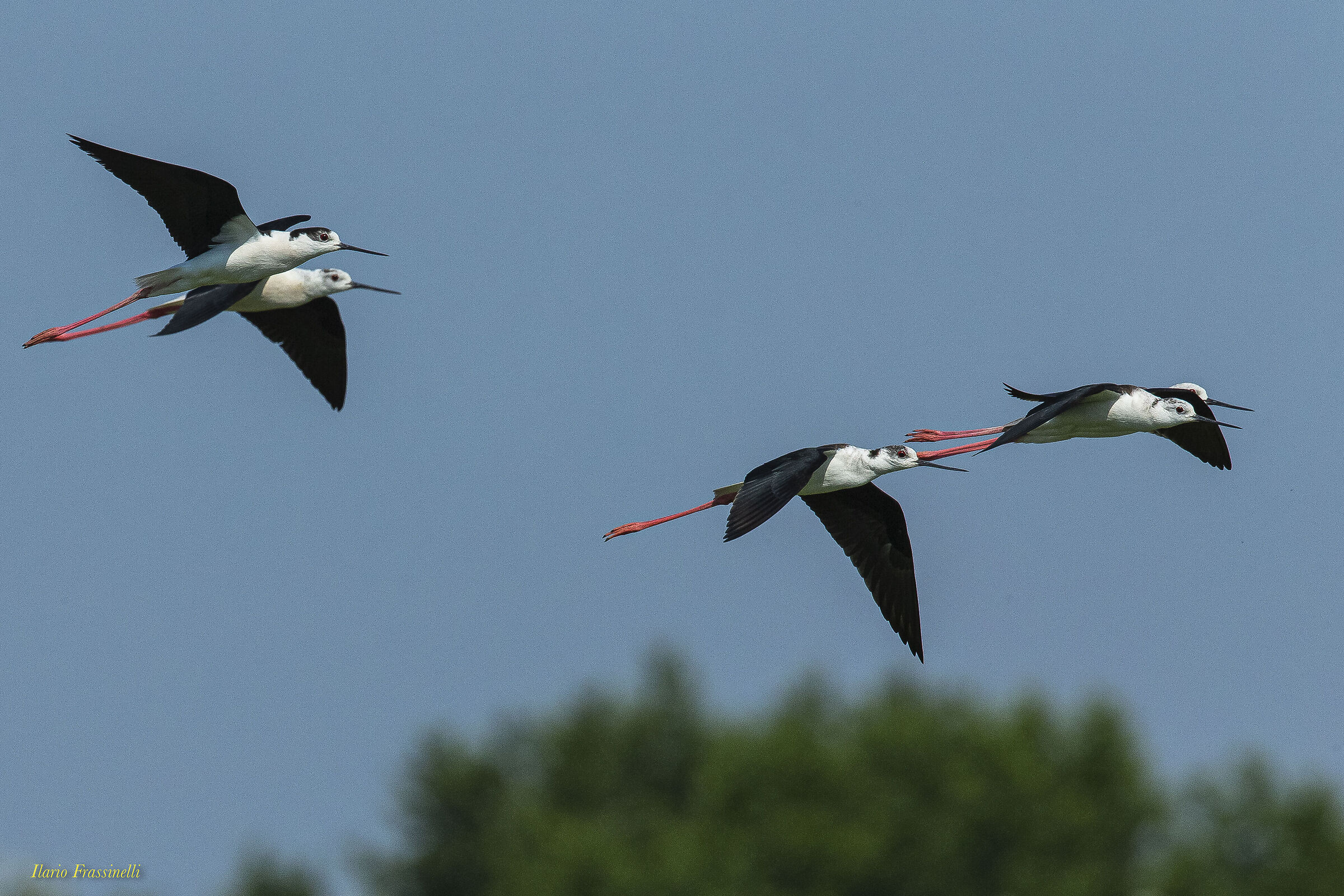 Cavalieri d'Italia in volo