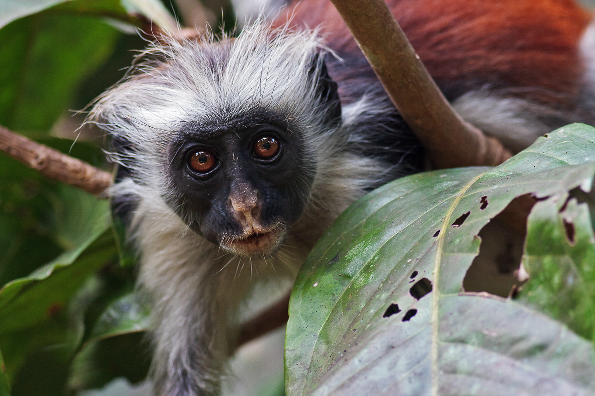 Red Colobus Monkey
