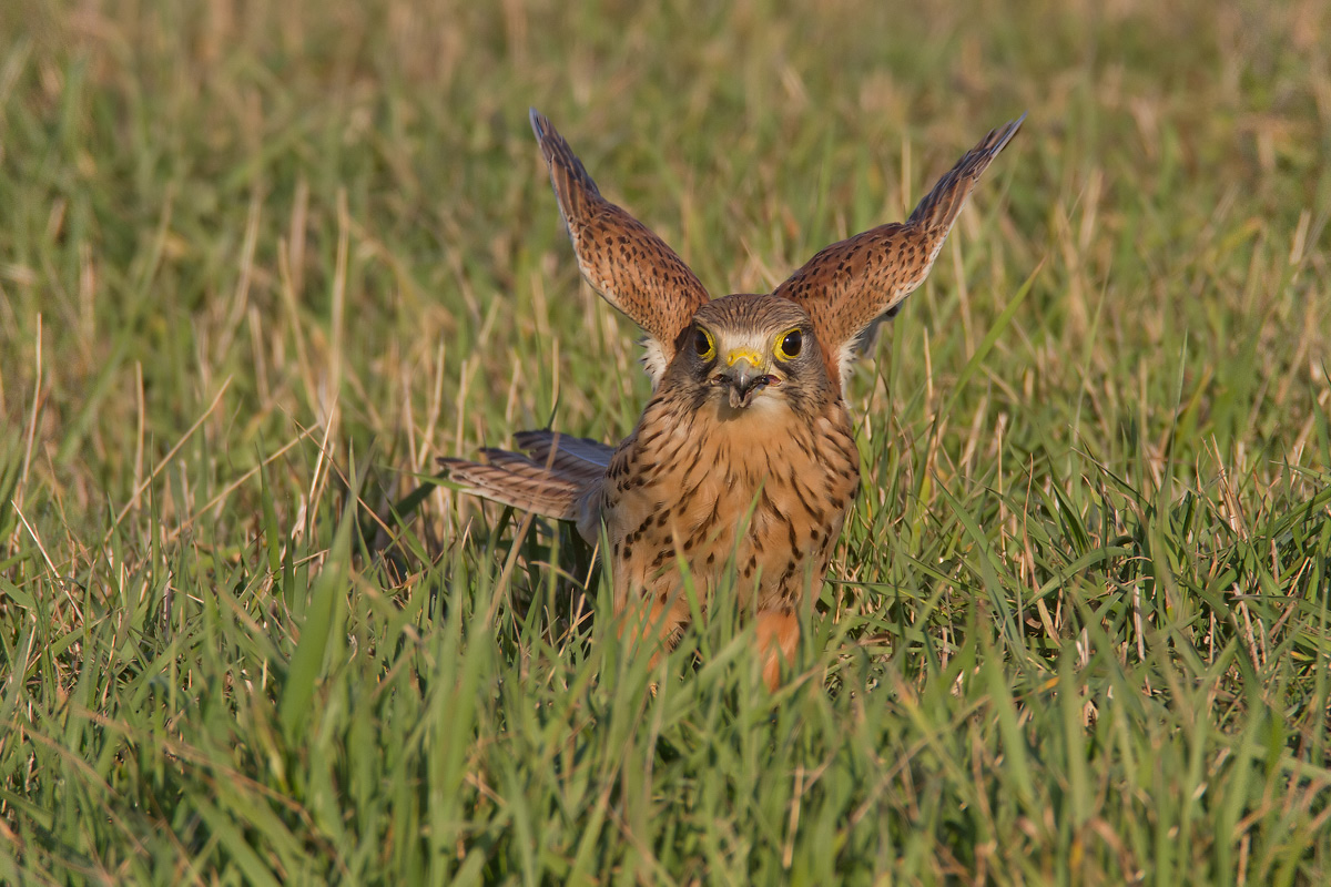kestrel hunting