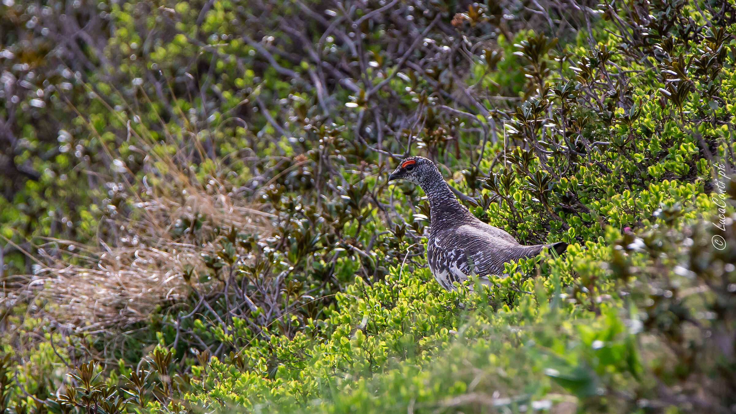 Pernice bianca , Valsassina LC