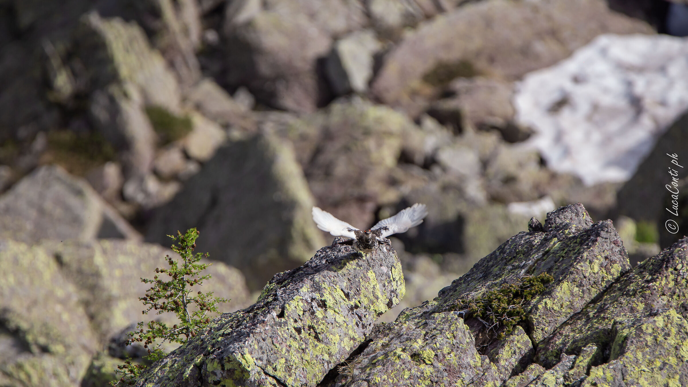 Pernice bianca , Valsassina LC