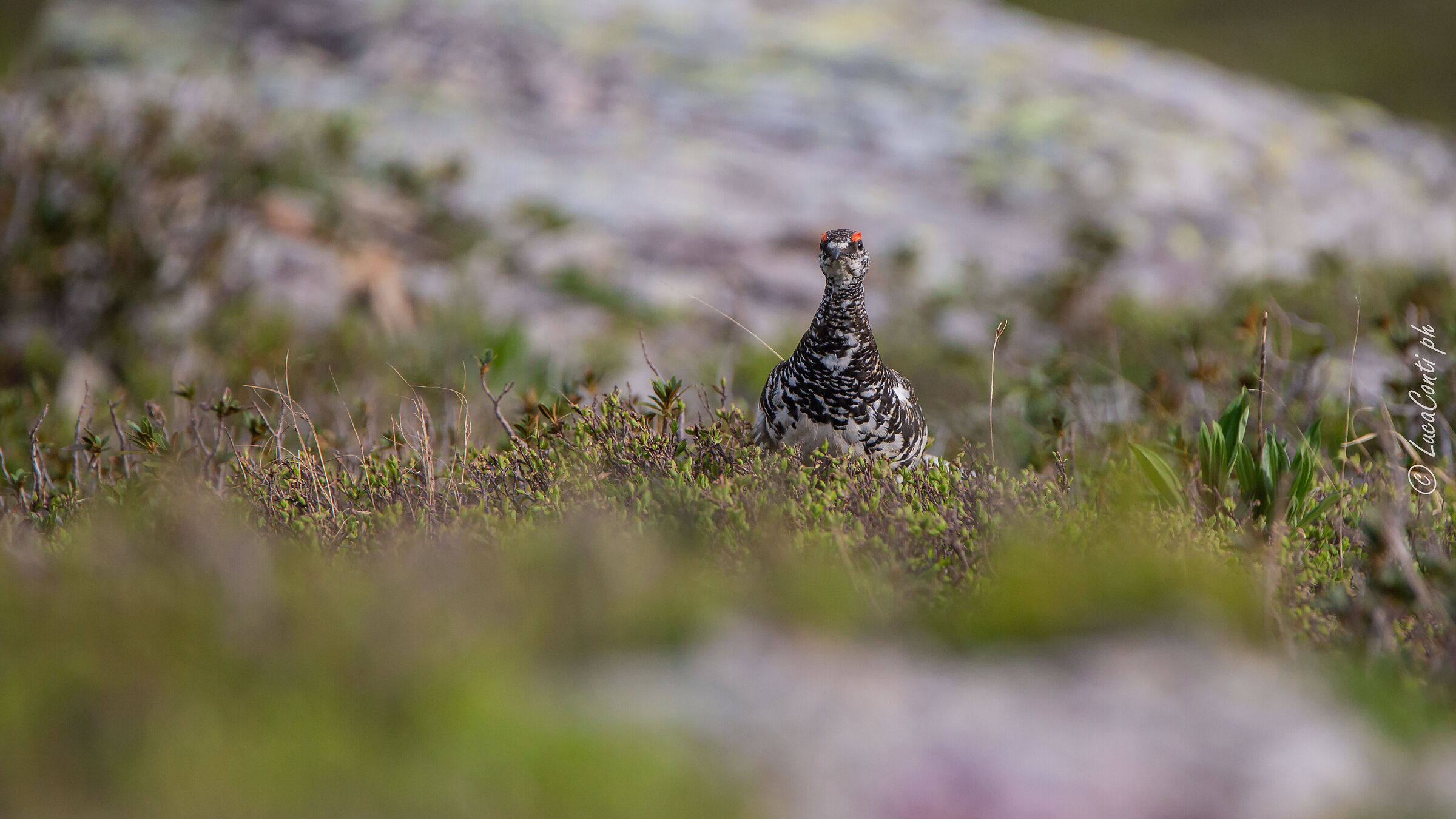 Pernice bianca , Valsassina LC