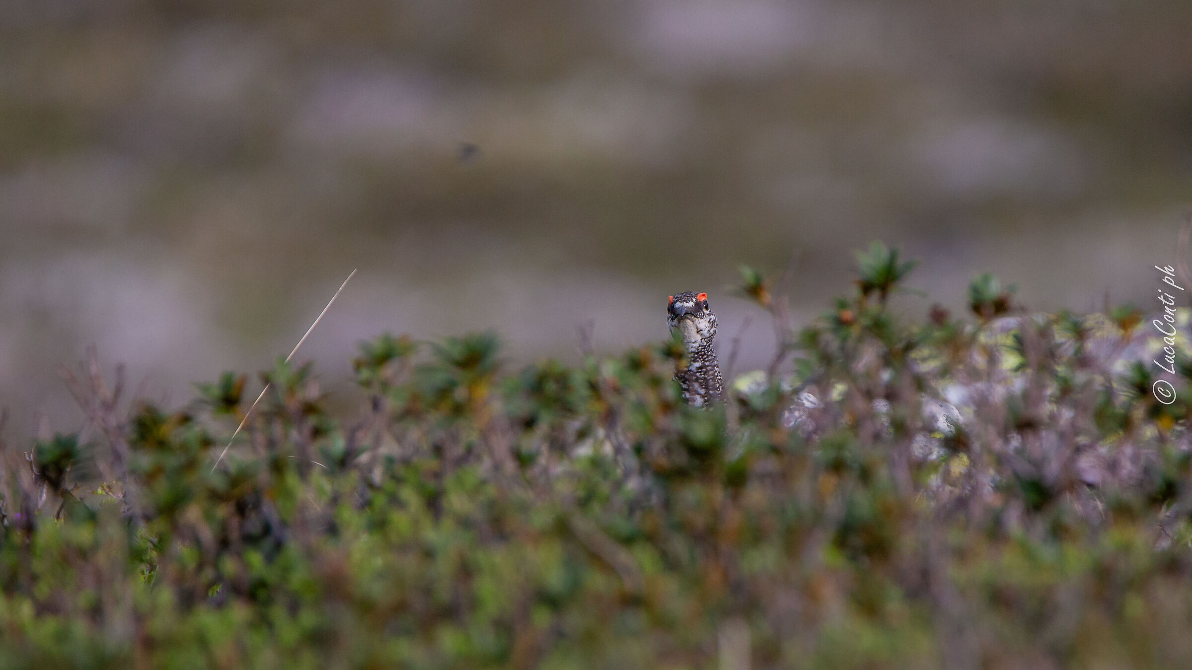 Pernice bianca , Valsassina LC
