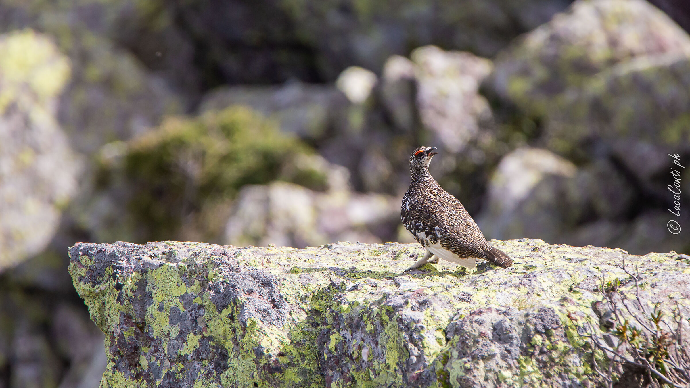 Pernice bianca , Valsassina LC