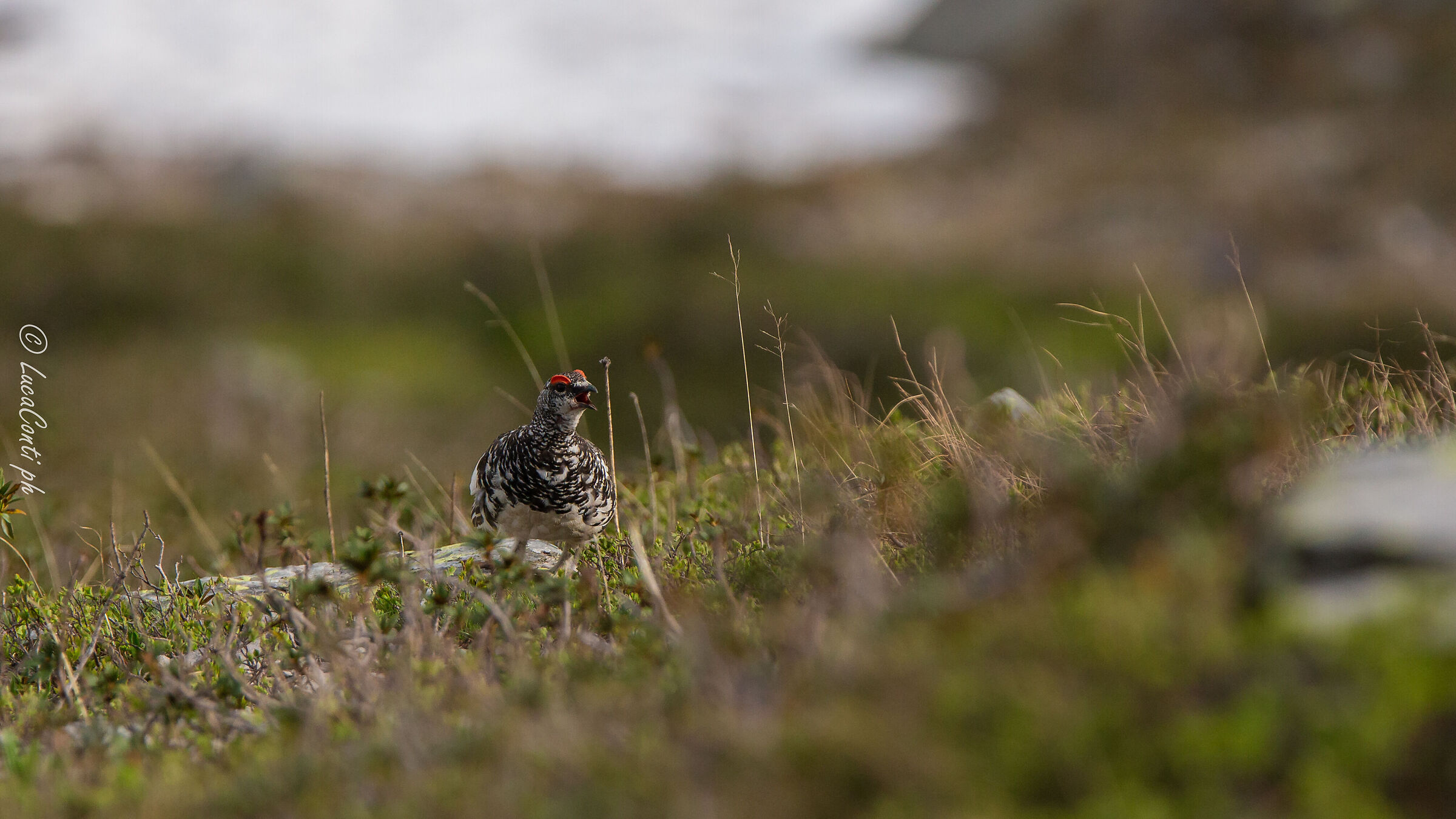 Pernice bianca , Valsassina LC