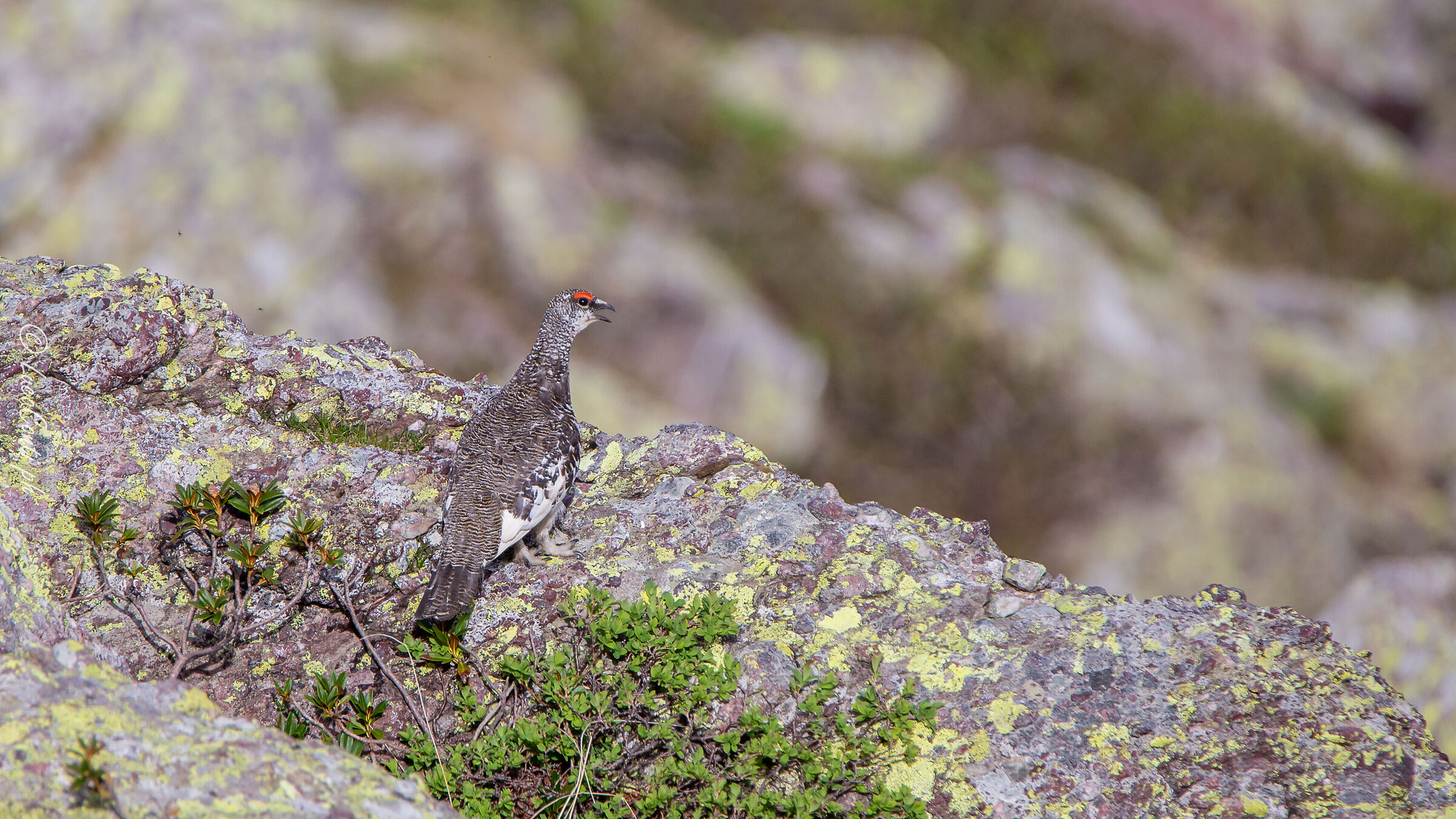 Pernice bianca , Valsassina LC