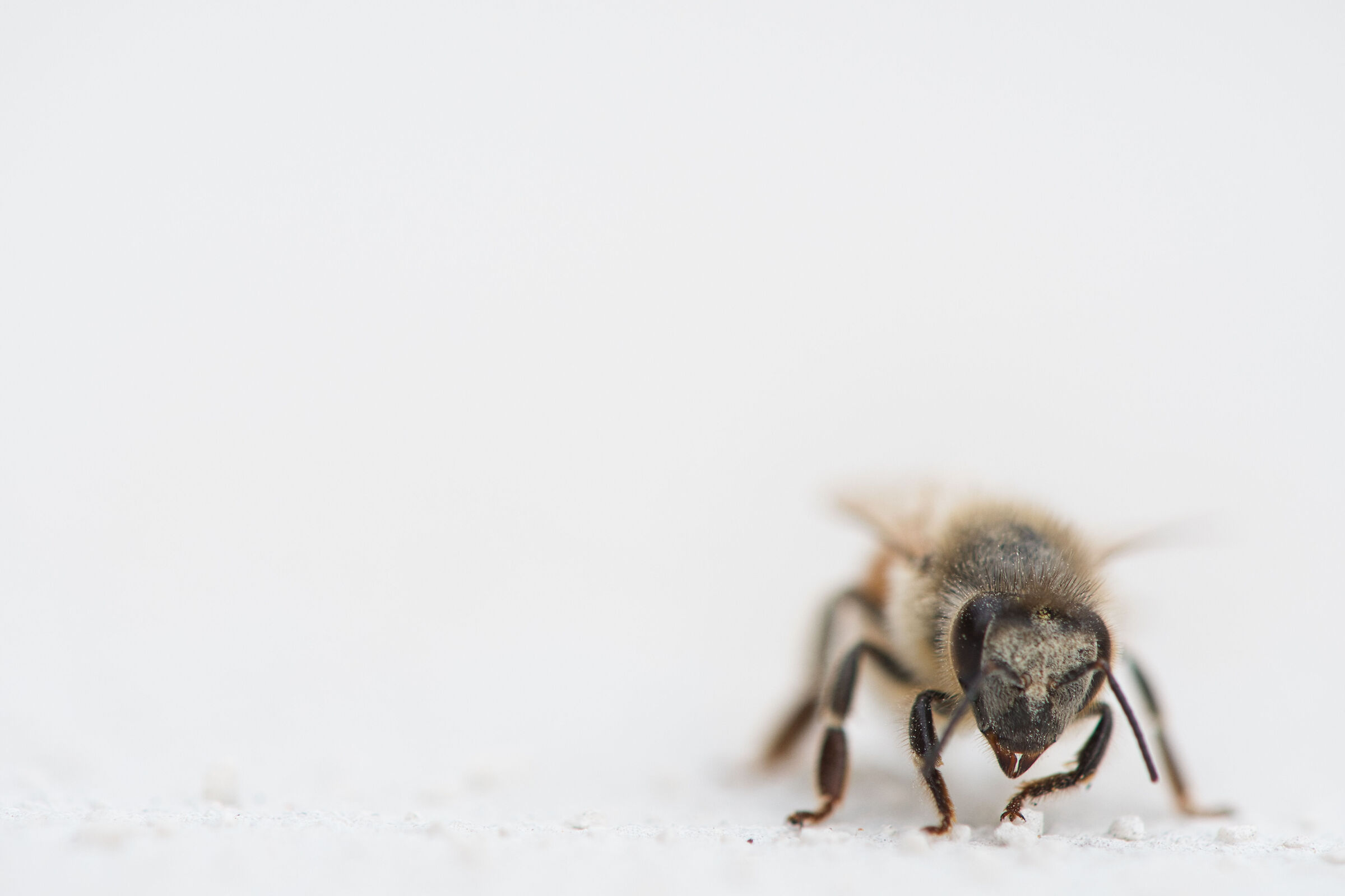 Bee+Concrete