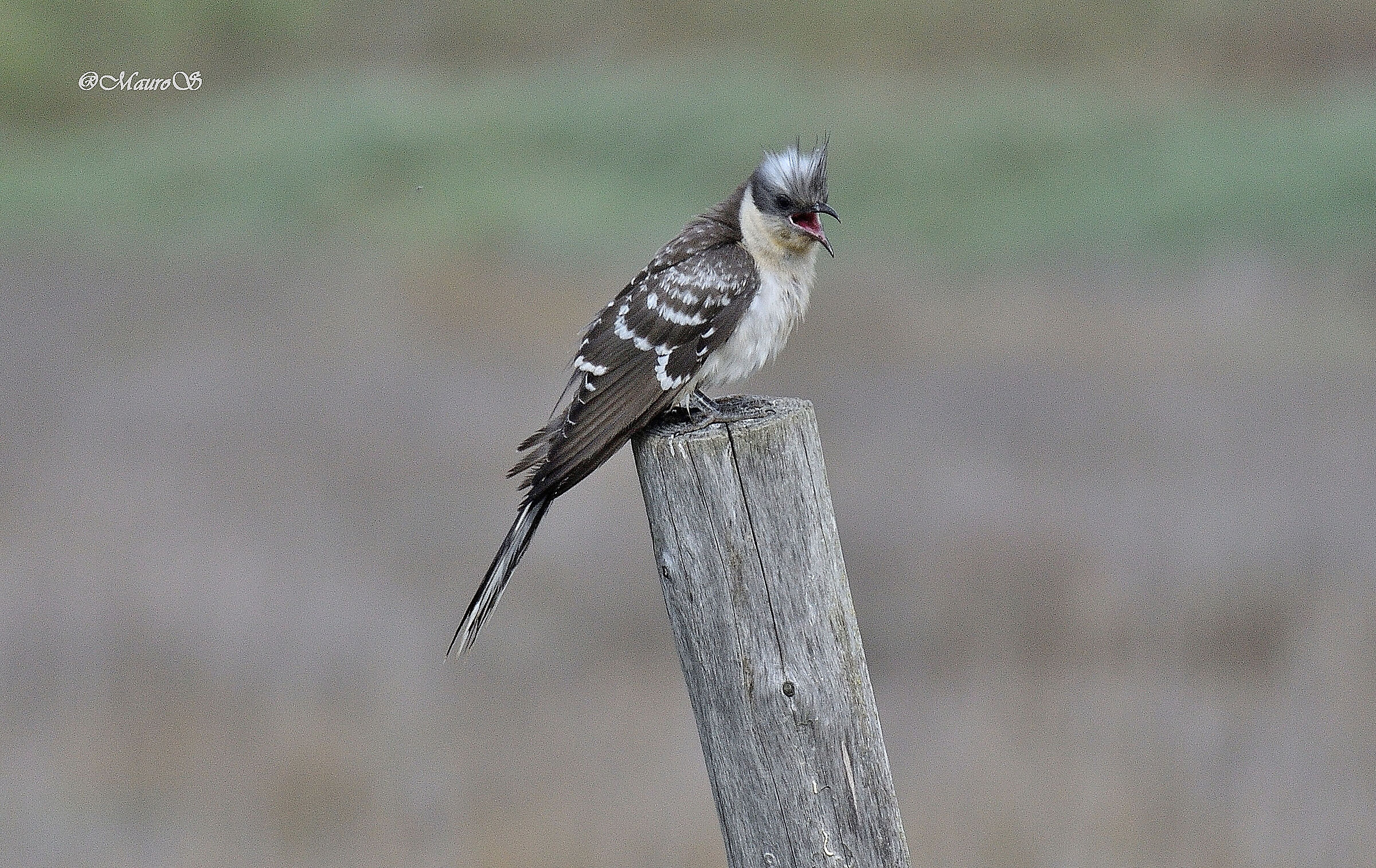 Tufted cuckoo