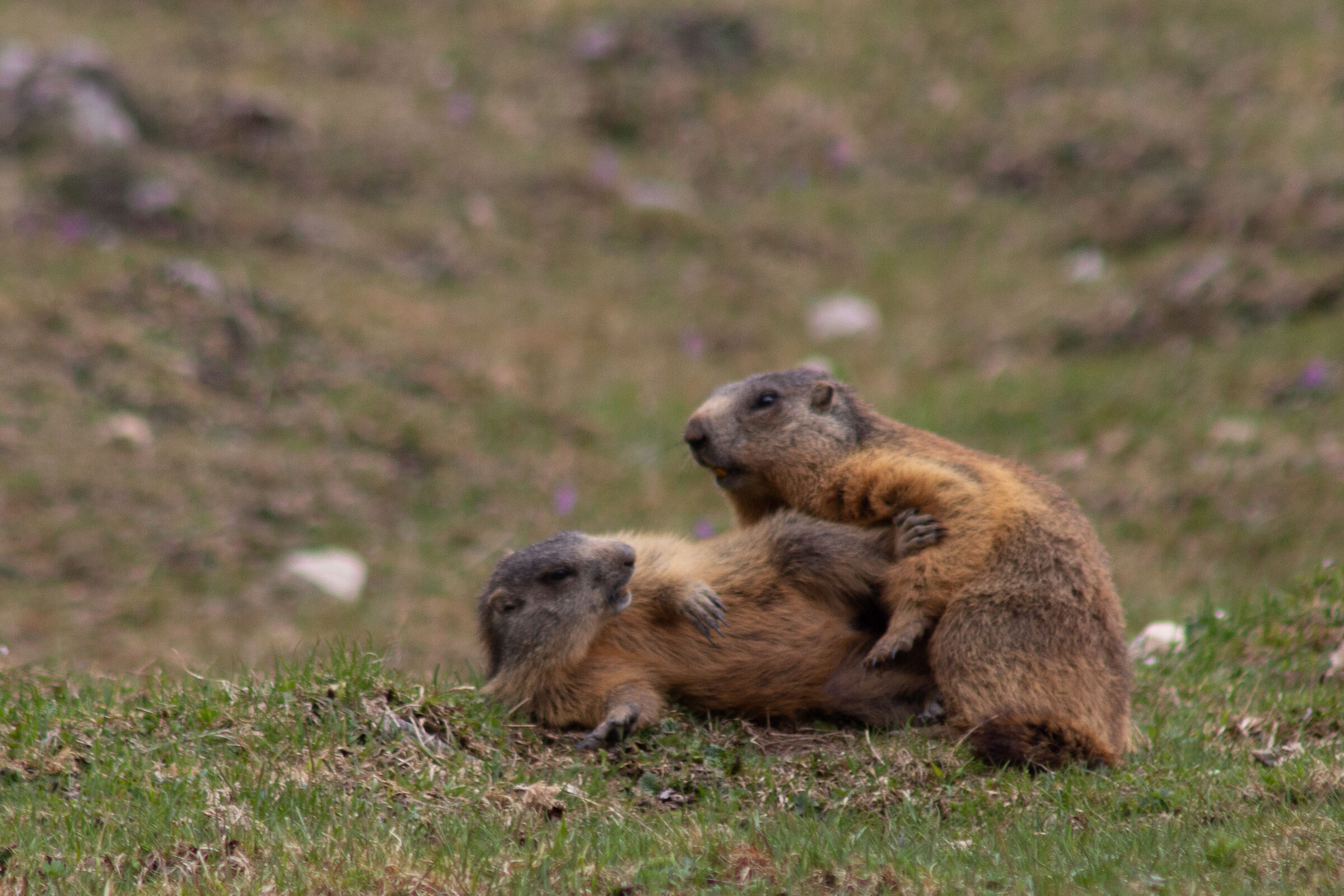 Giochi all'aria aperta