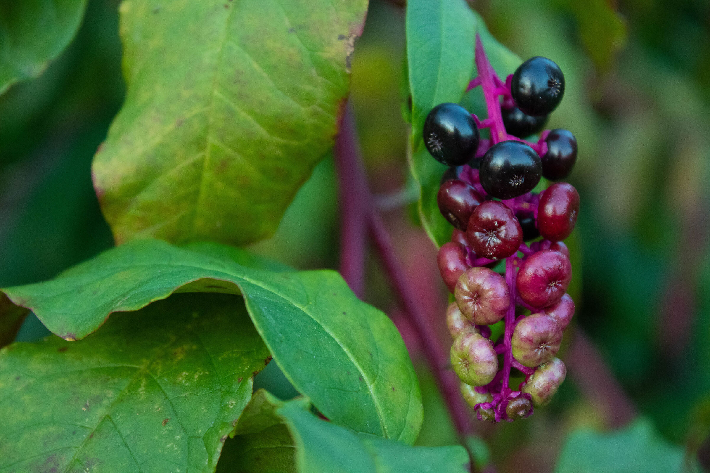 Phytolacca - Turkish grapes