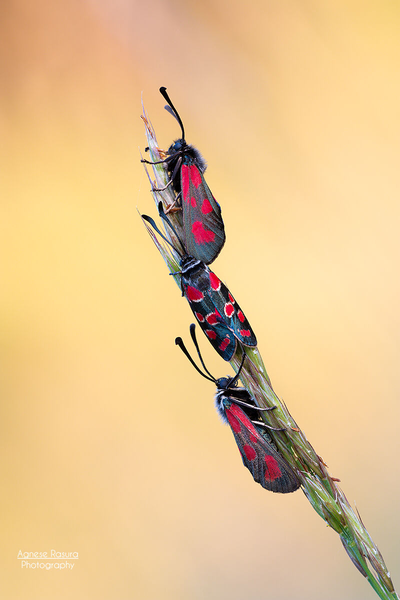 Zigaena loti and Zygaena carniolica