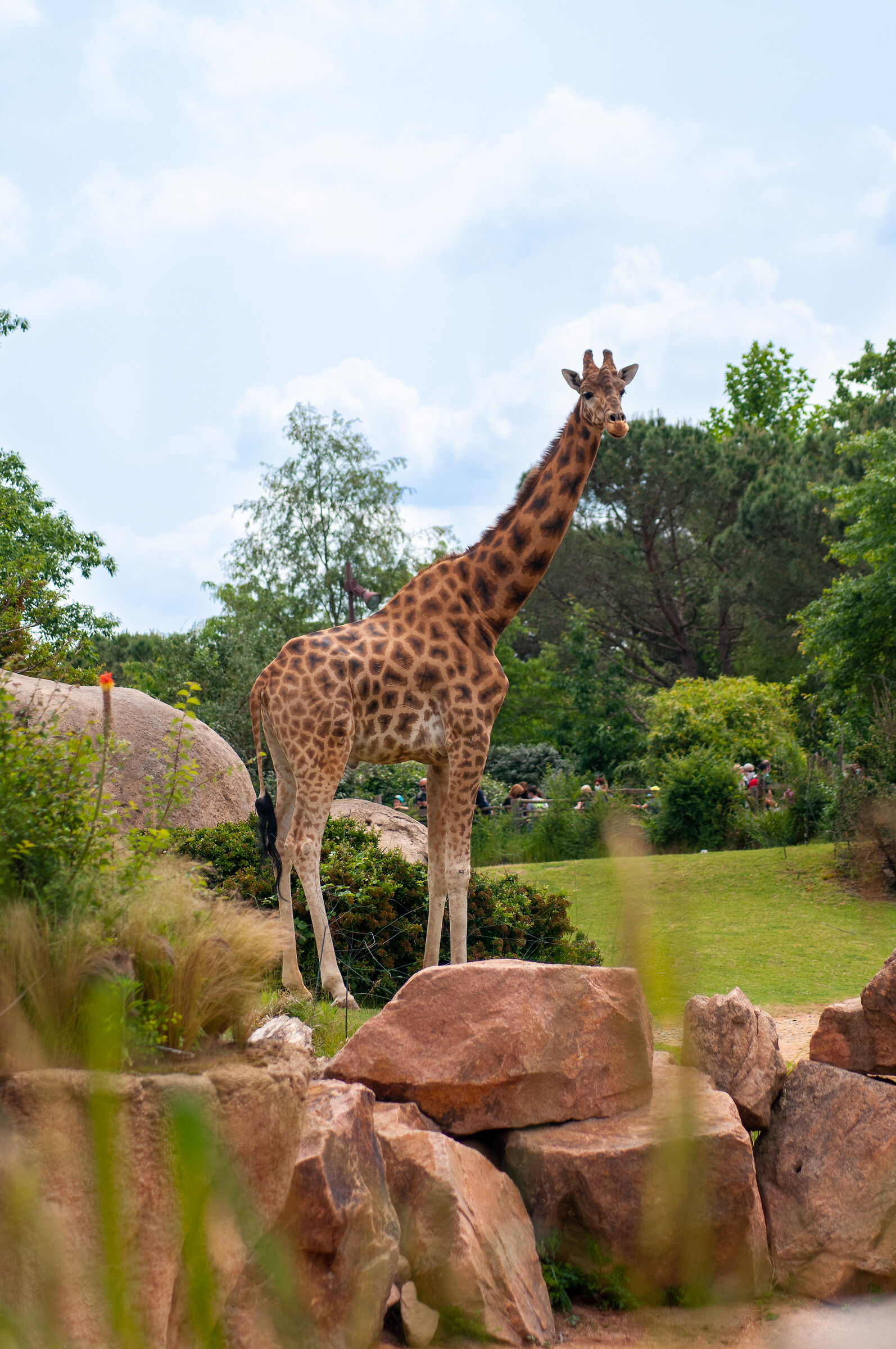 Giraffe ( various levels of pdc )