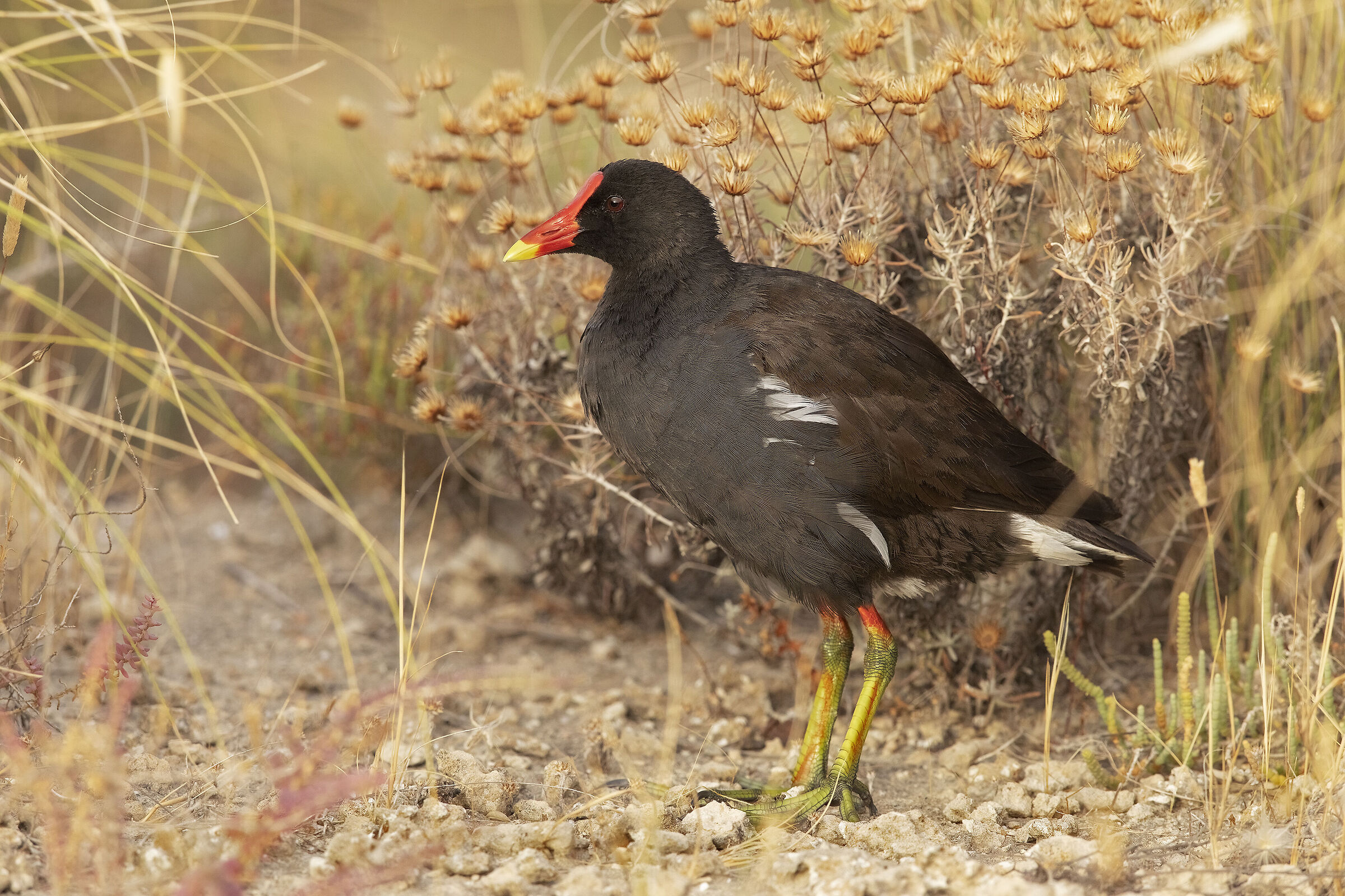 gallinella sonnecchiosa.....